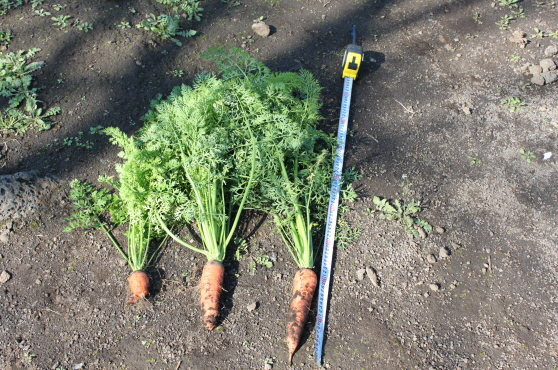 당근 생육 현장