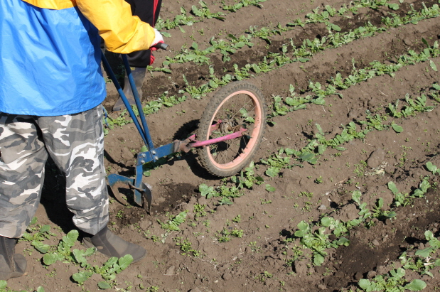 무 북주기 현장