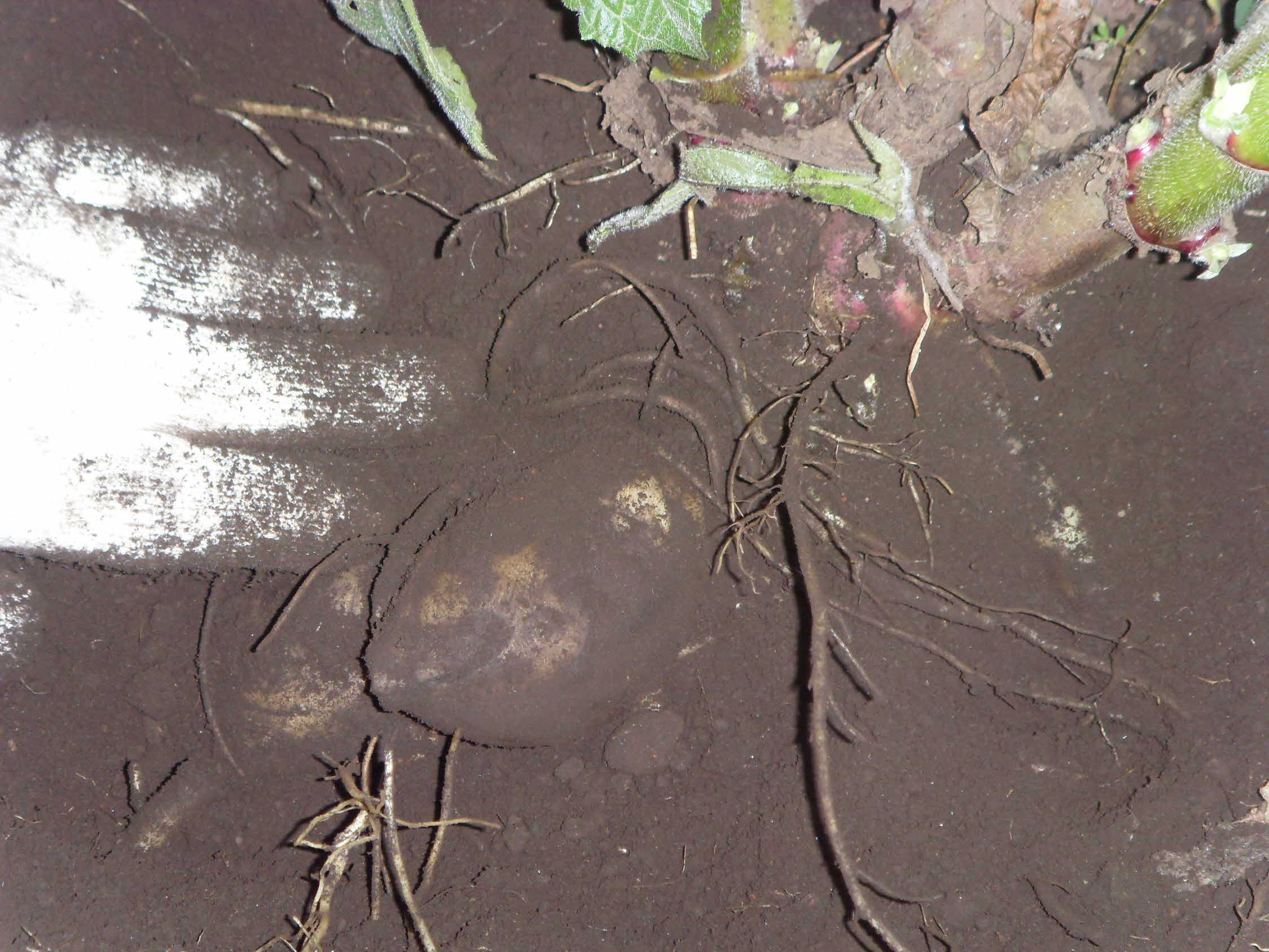 야콘 재배 실증현장