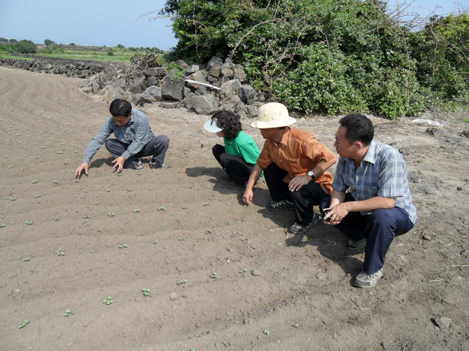 씨앗테이프이용 무파종 지도현장