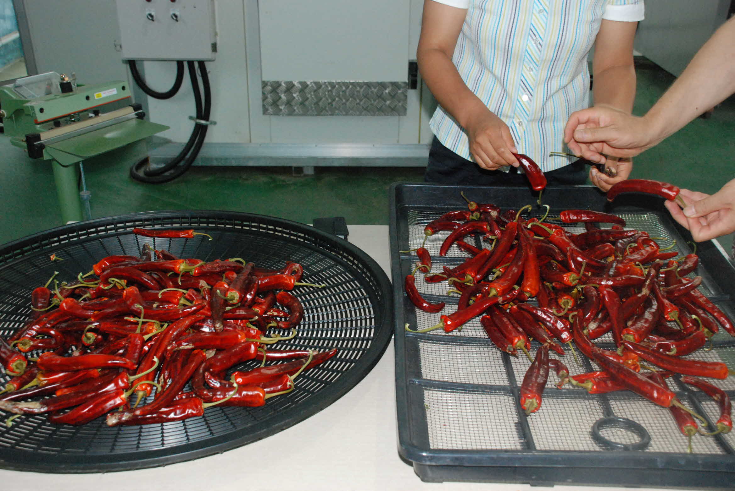 홍고추 건조현장