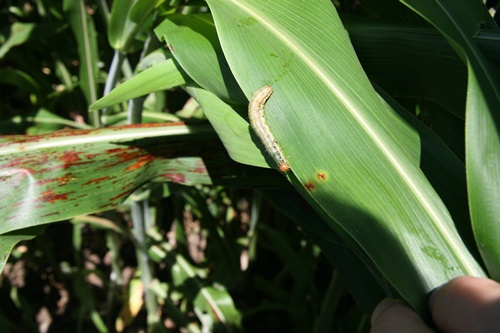 농촌노인교육활동
