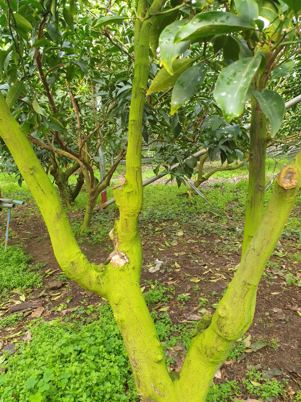 천혜향 줄기,가지에 이끼처럼 녹색으로 뒤덮히고 있습니다. 원인과 해결방안이 있는지 알고 싶습니다.