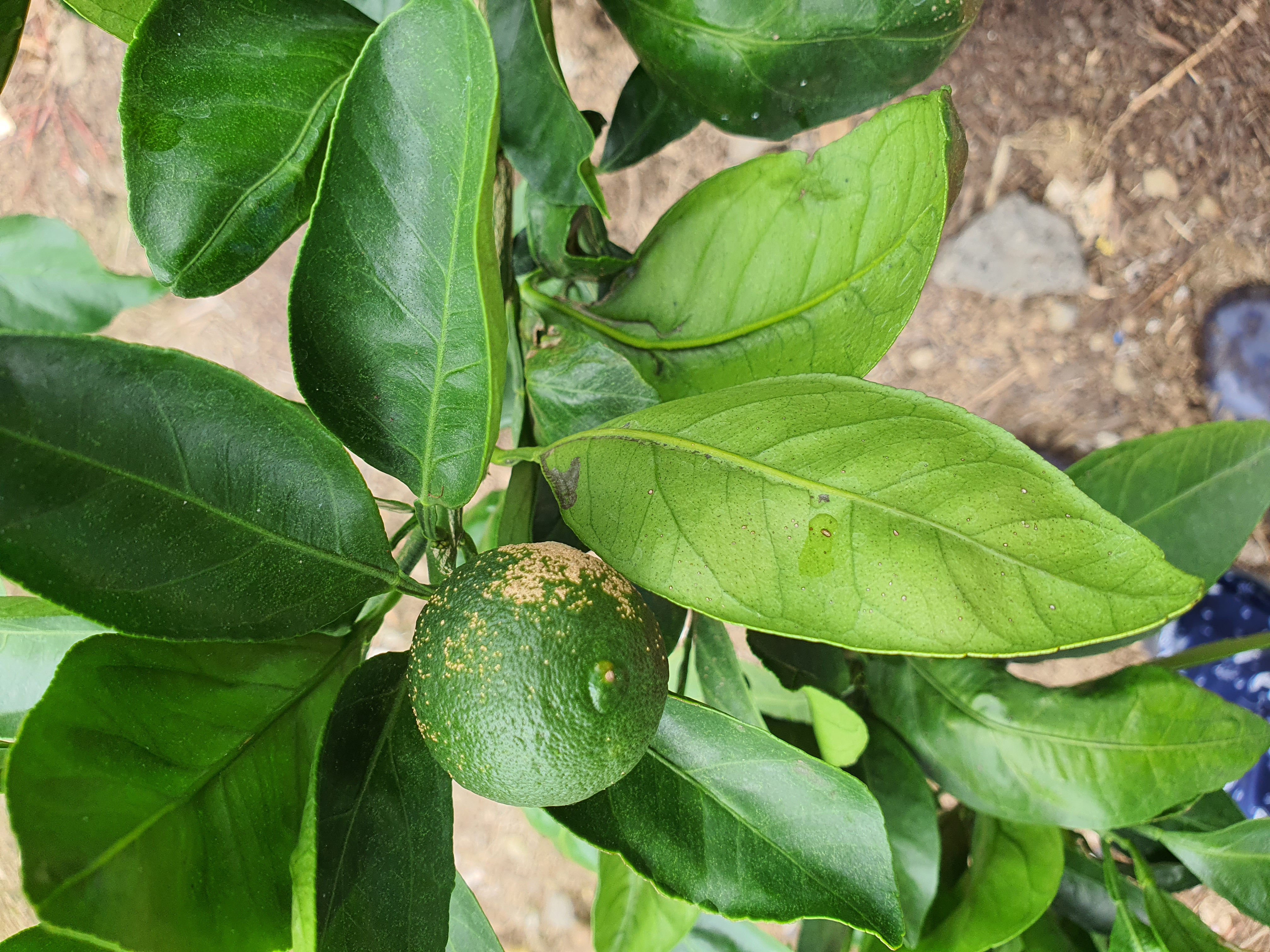 노지 밀감 병해충