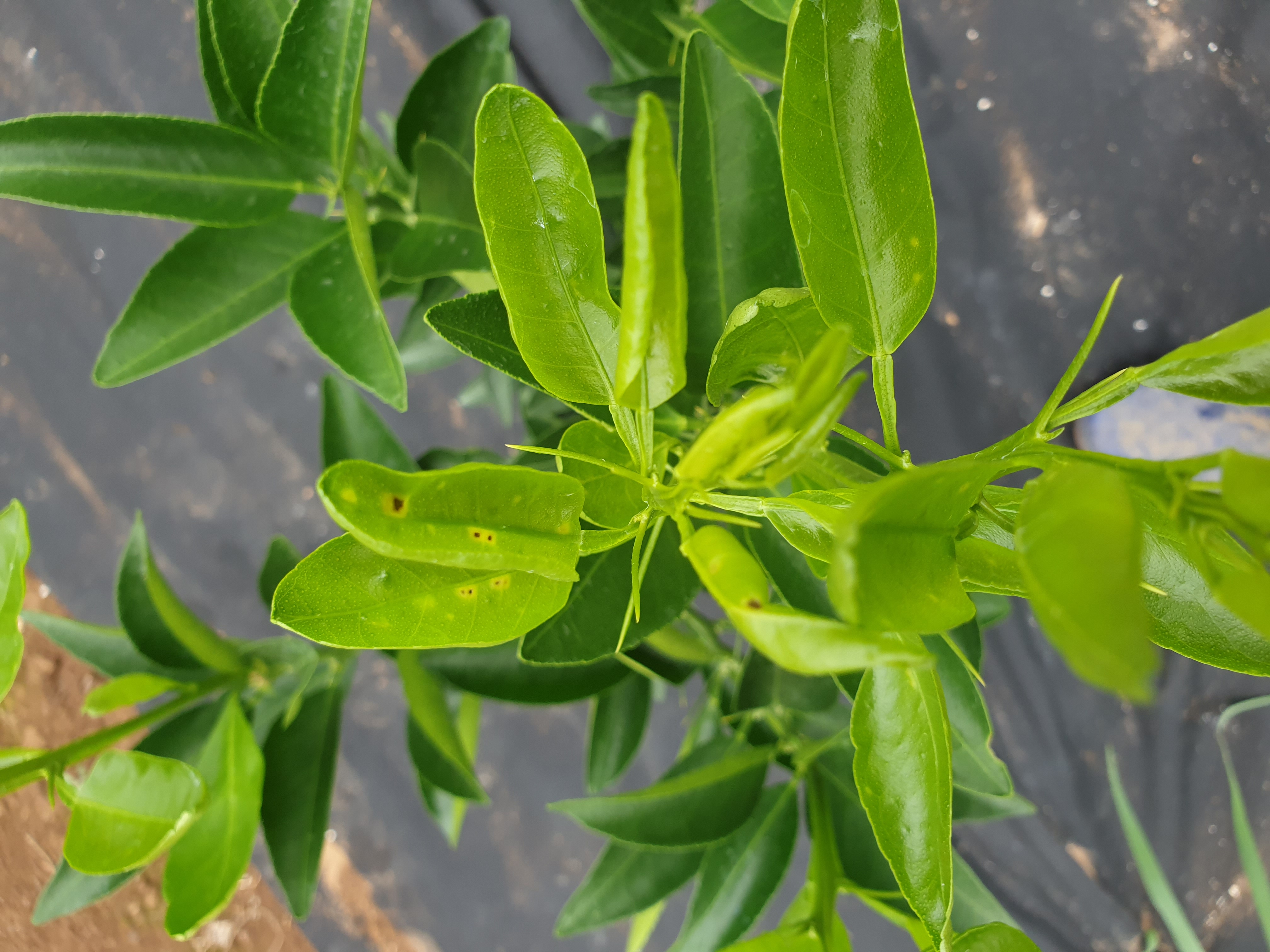 천혜향 입의 바점