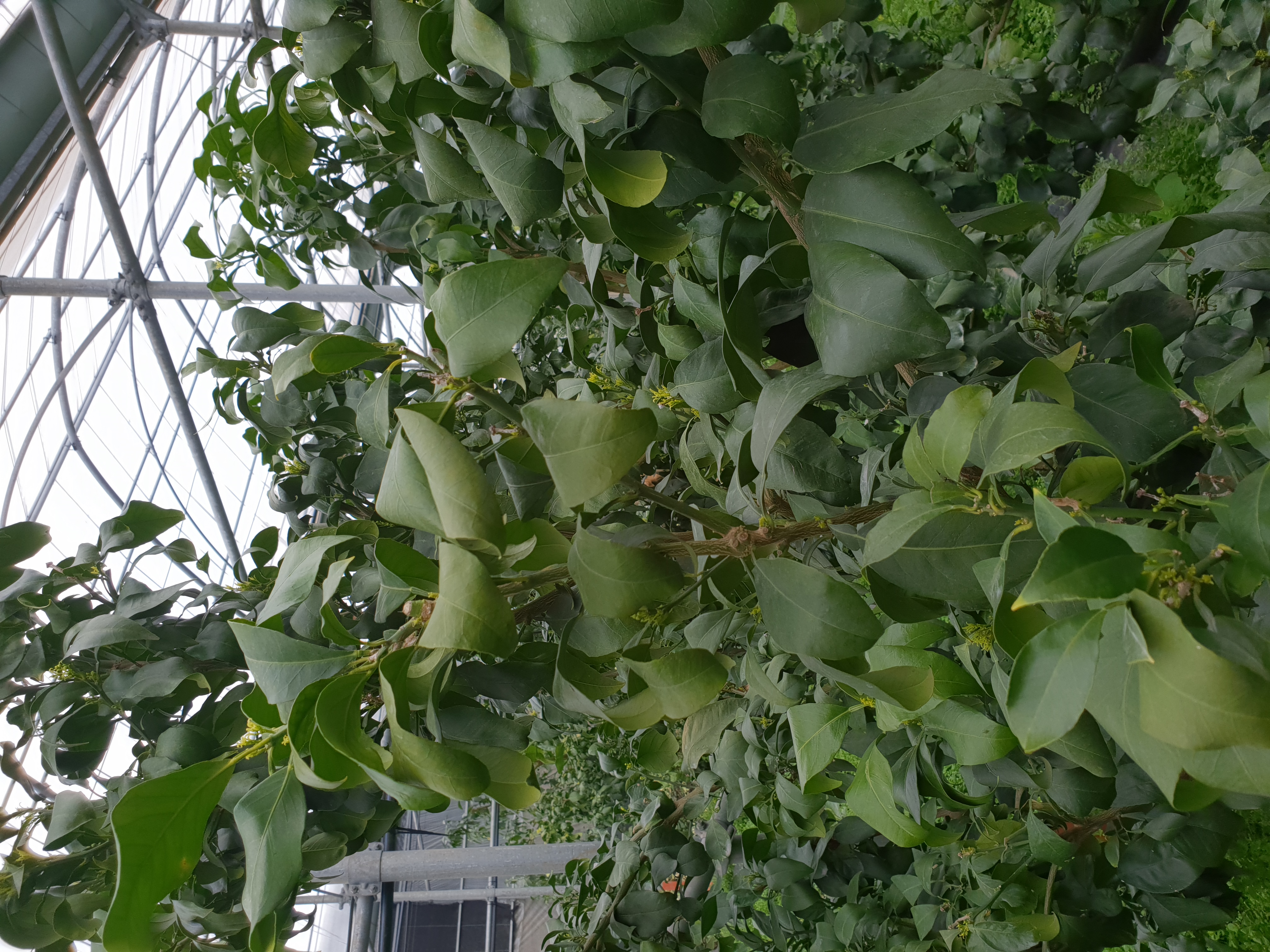 황금향 잎이 뒤틀리는 현상?