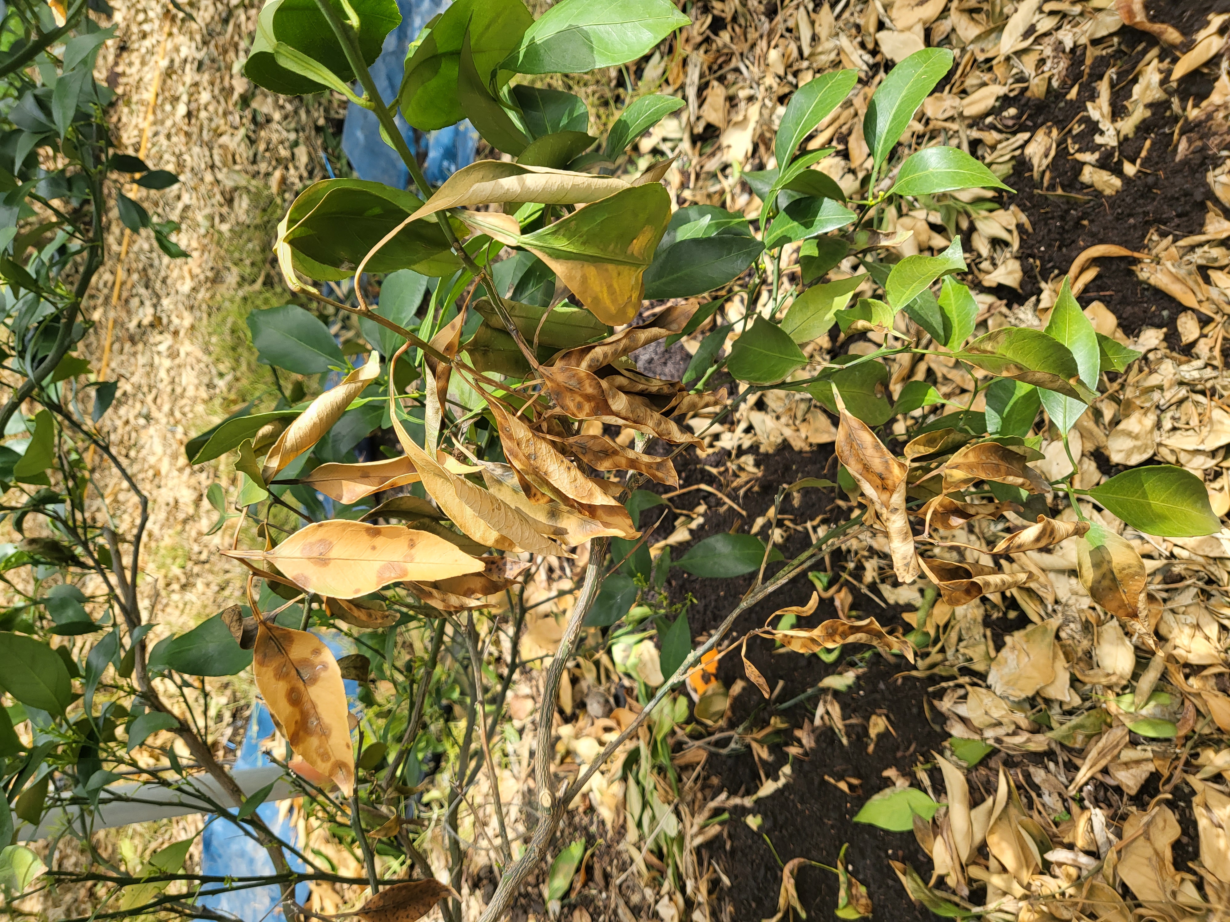 레드향 천혜향 나무 갈색잎사귀