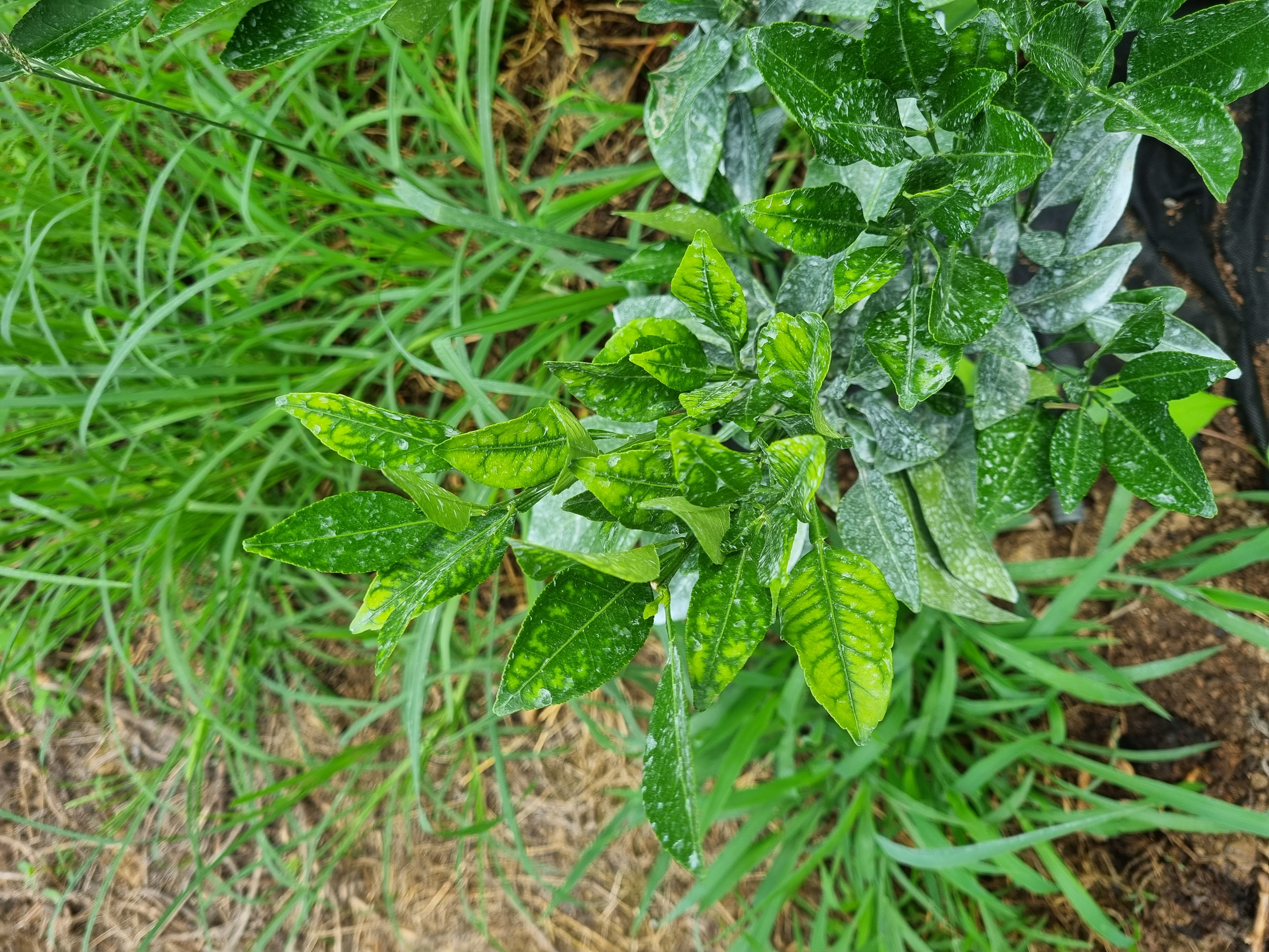 레드향 영양소 결핍