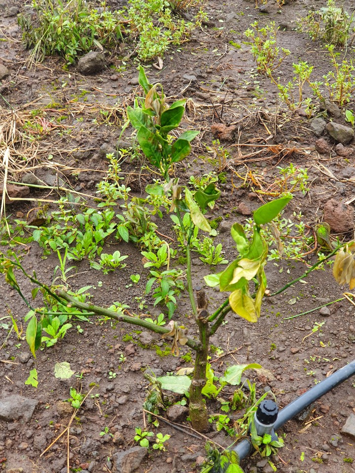 귤나무 키우기 너무 힘드네요...ㅠㅠ