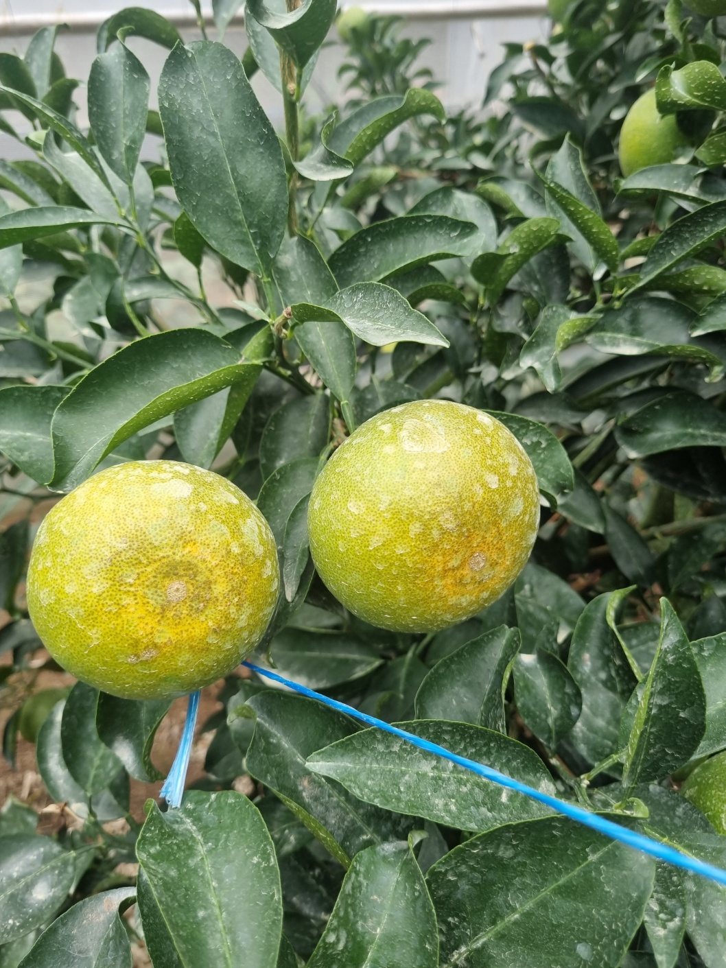 천혜향 열매 상태 문의