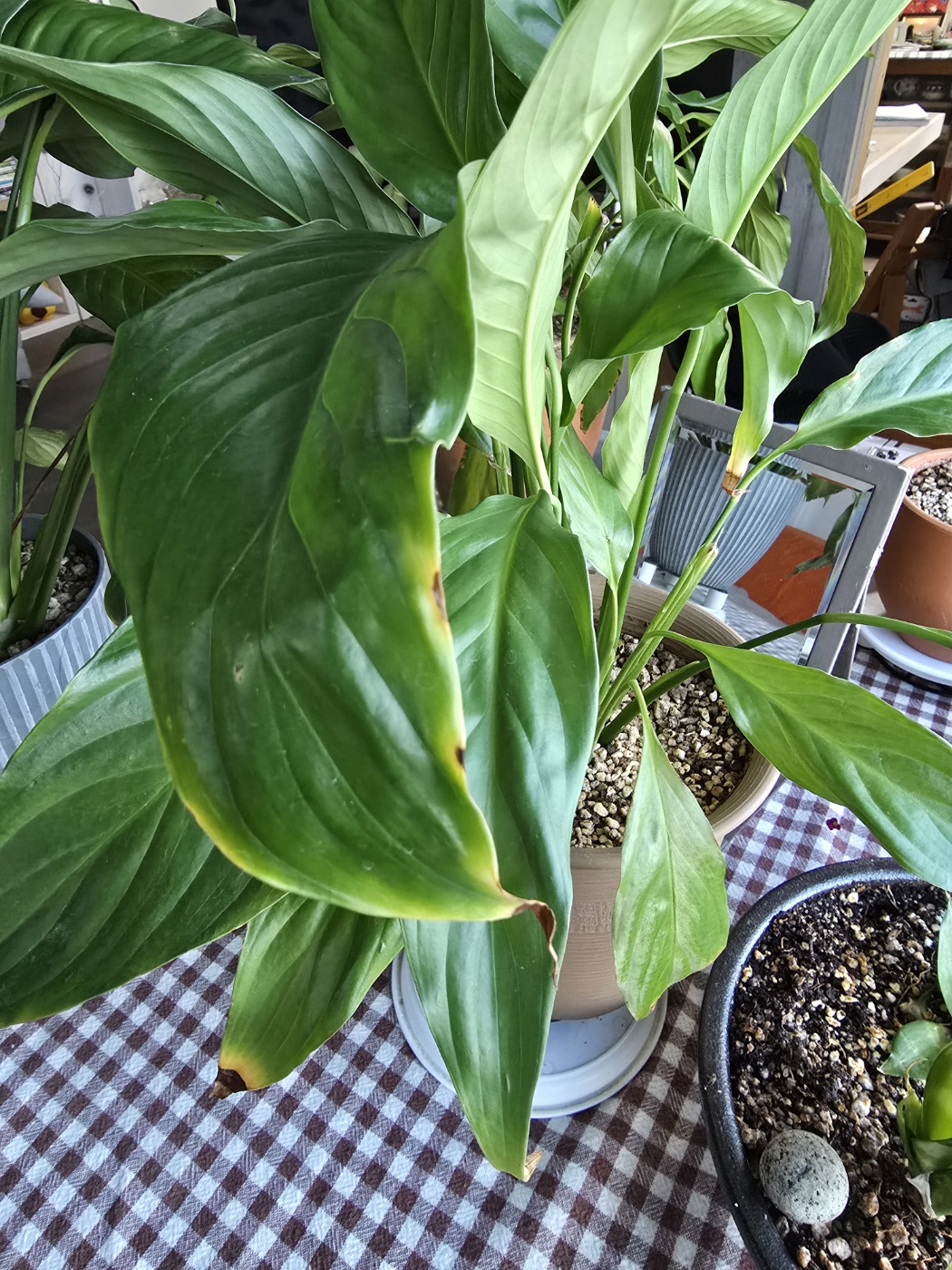 영양소 결핍 증상