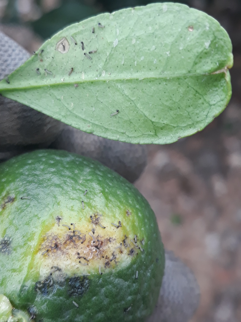 레드향과실 원인과 대책은?