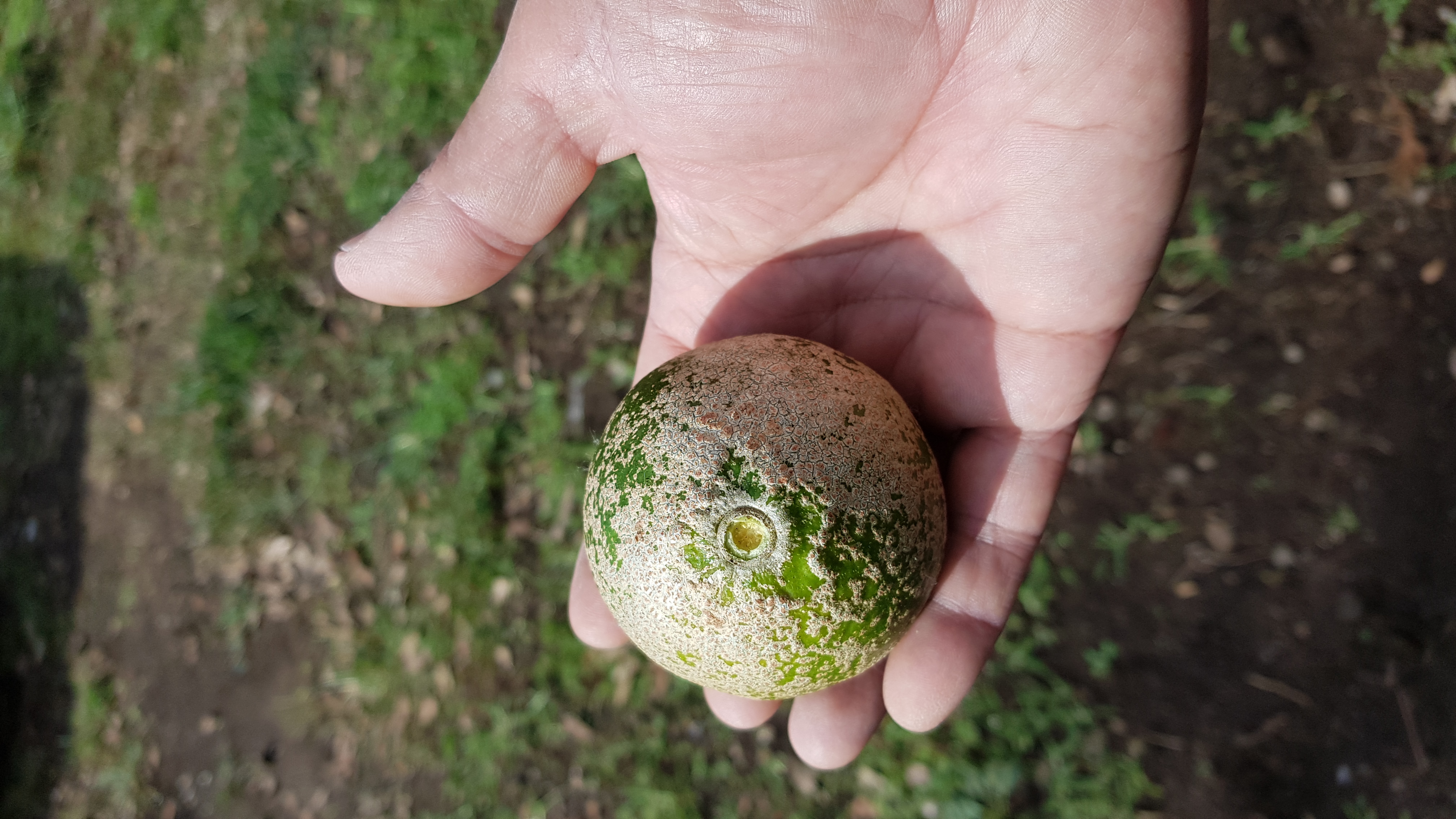 감귤 병해충에 대한 질의