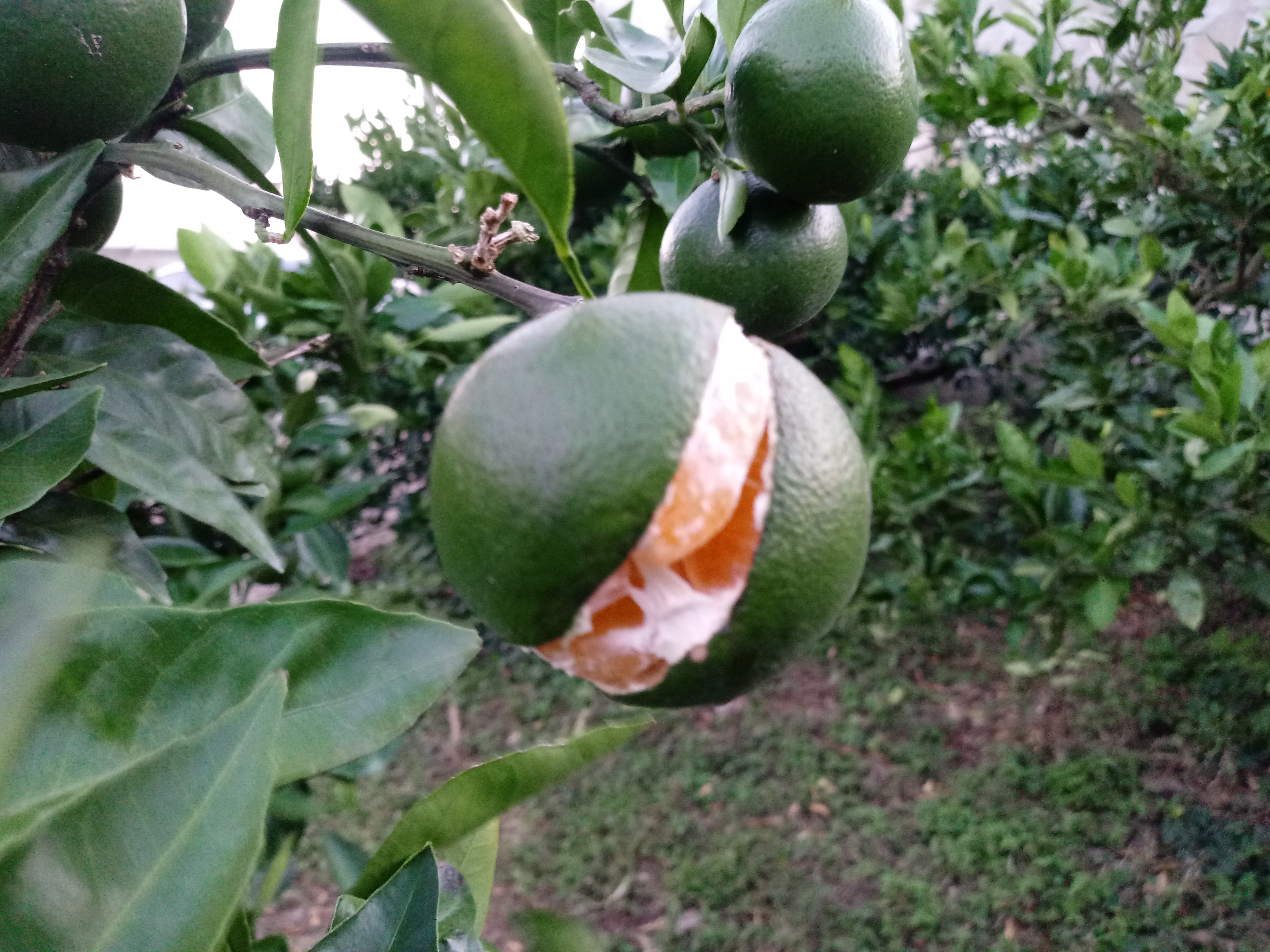 갈라진귤과 방제순서 질문!