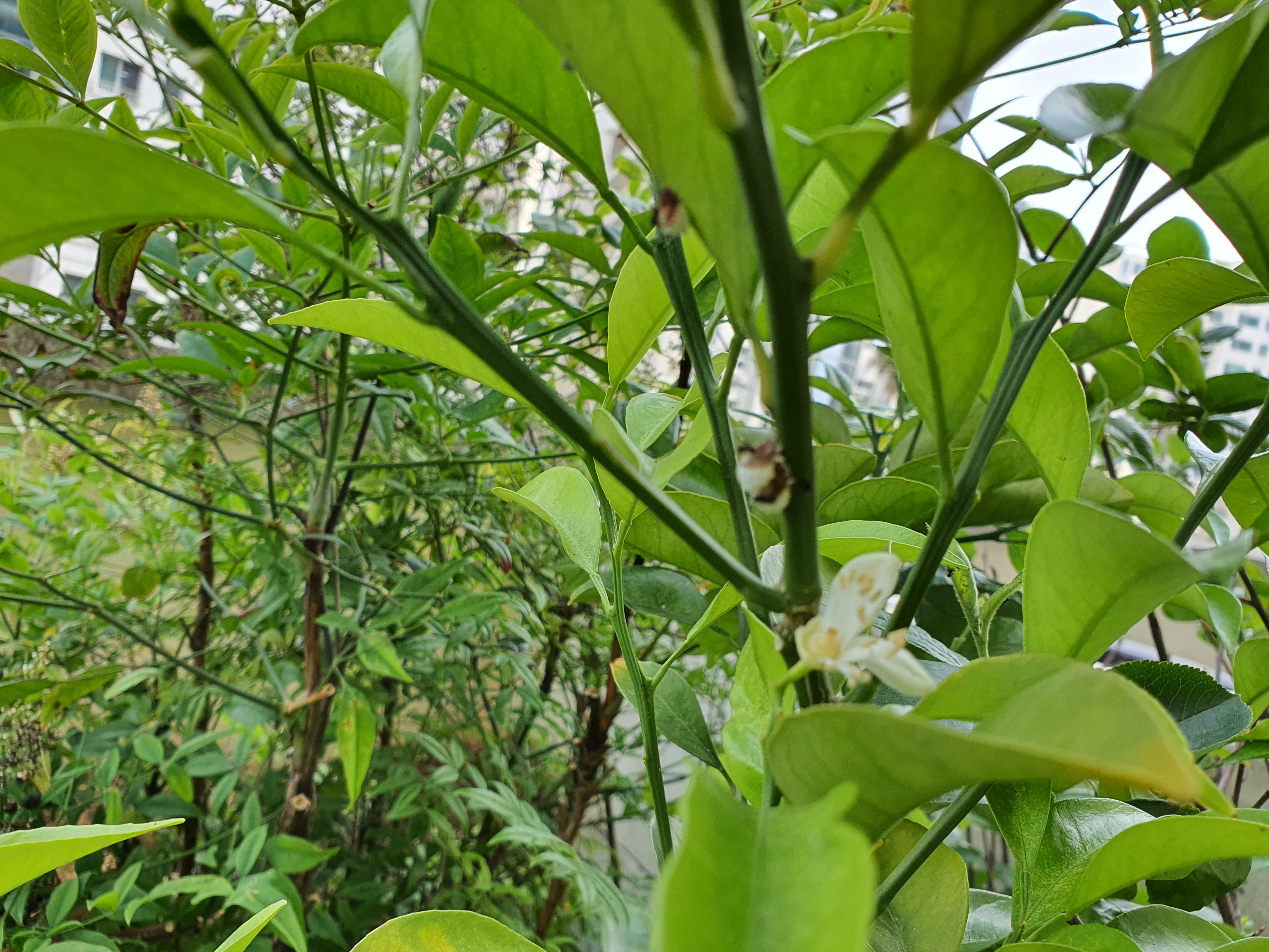 병충해종류와 방제법을 알려주세요