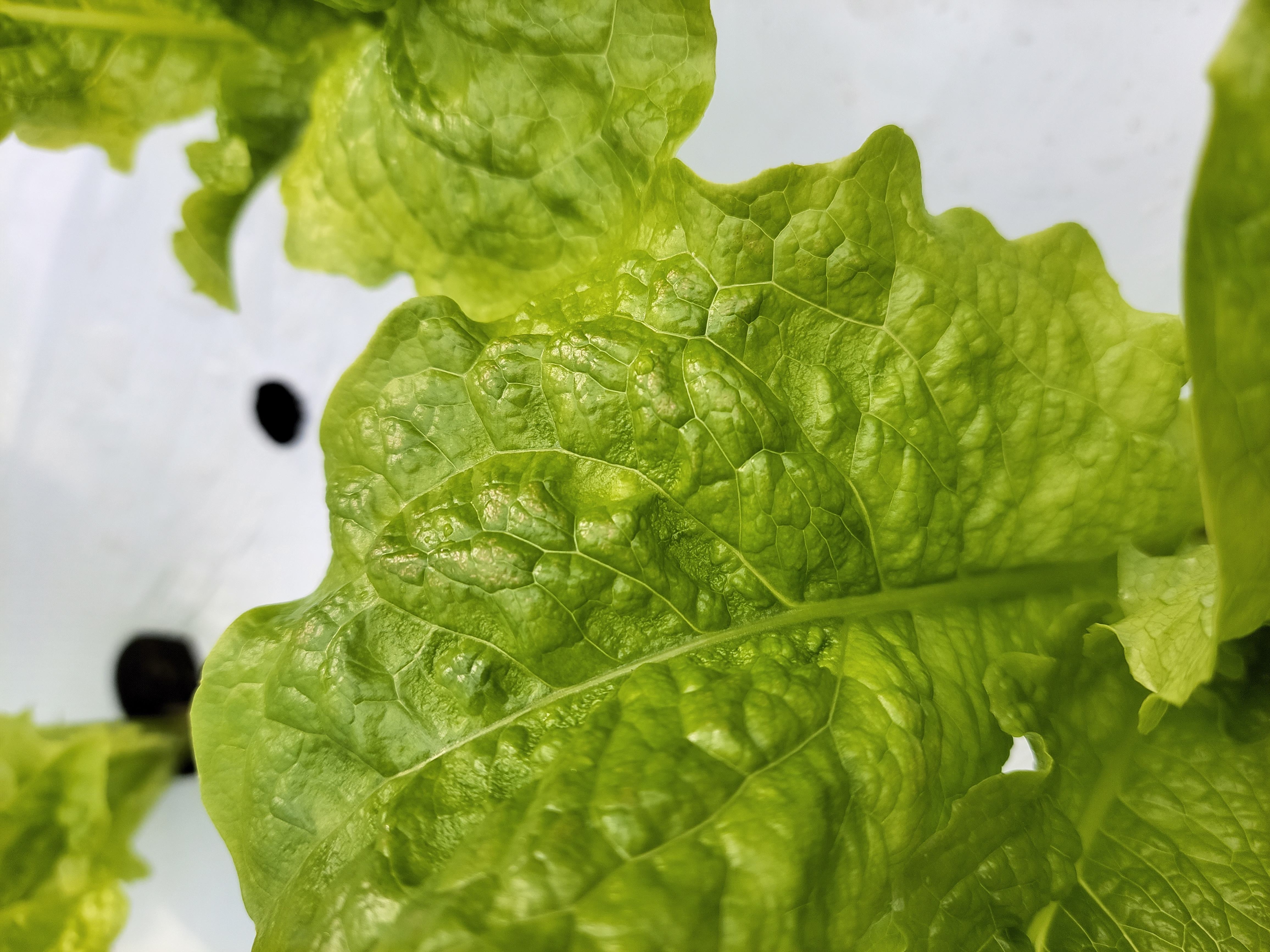 상추잎 이상증세 문의드립니다