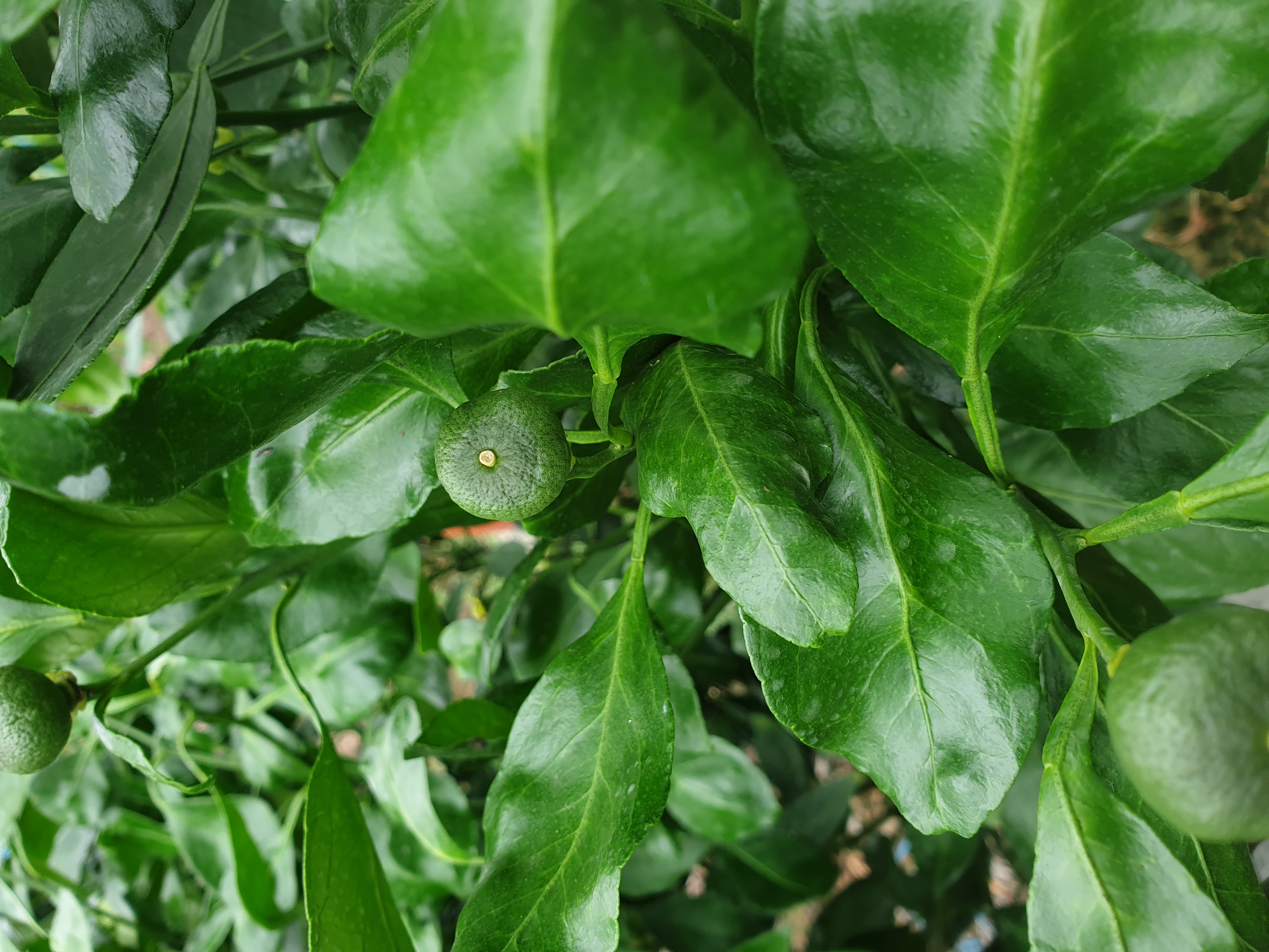 레드향 열매 관련