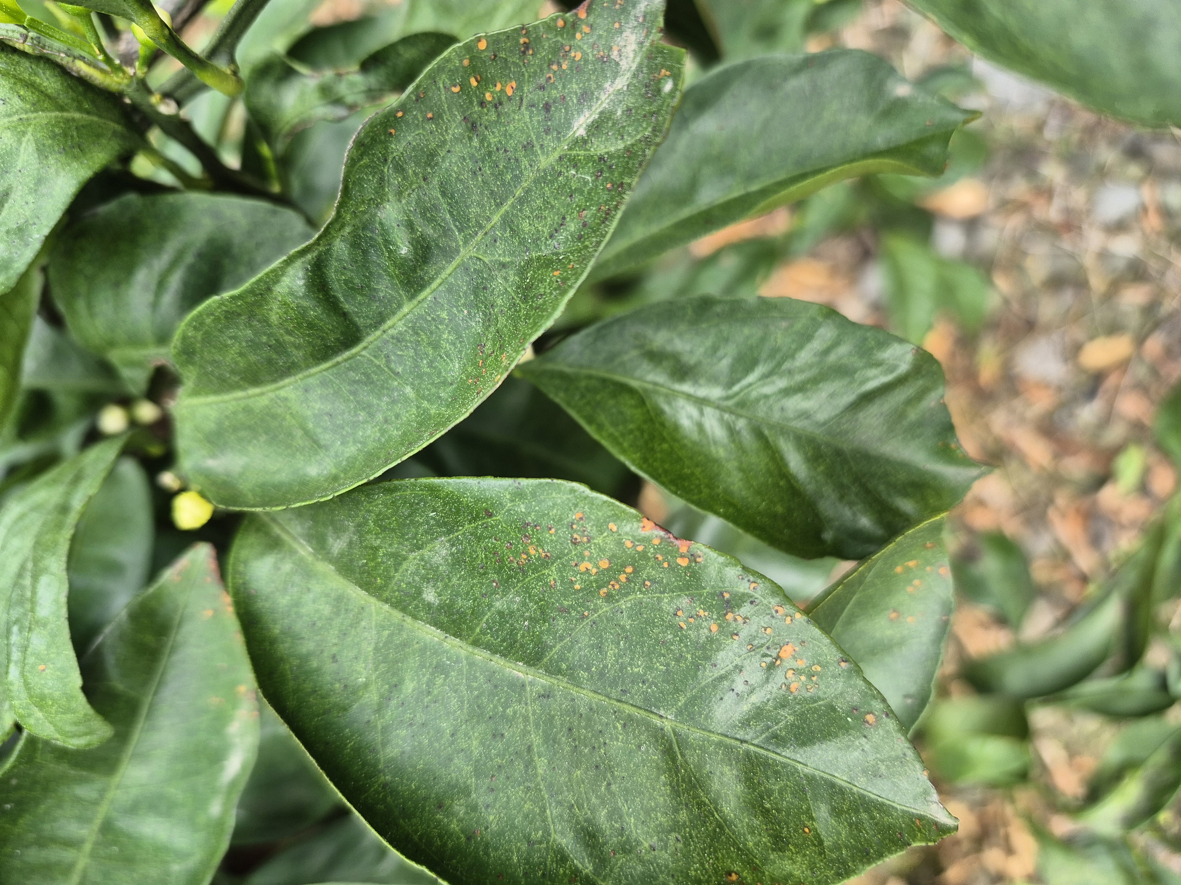 노지감귤 농약살포 문의