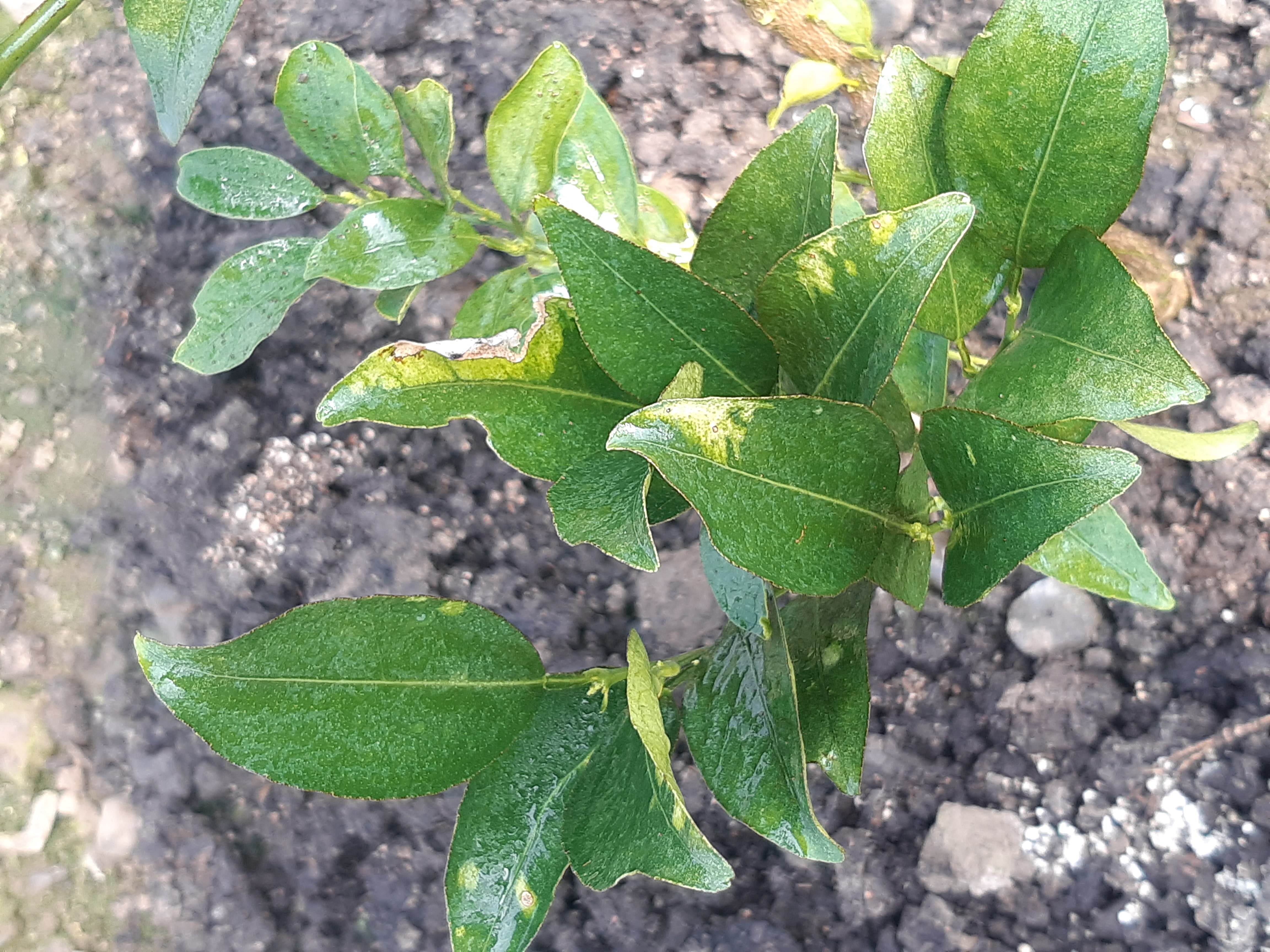 잎확인해주세요