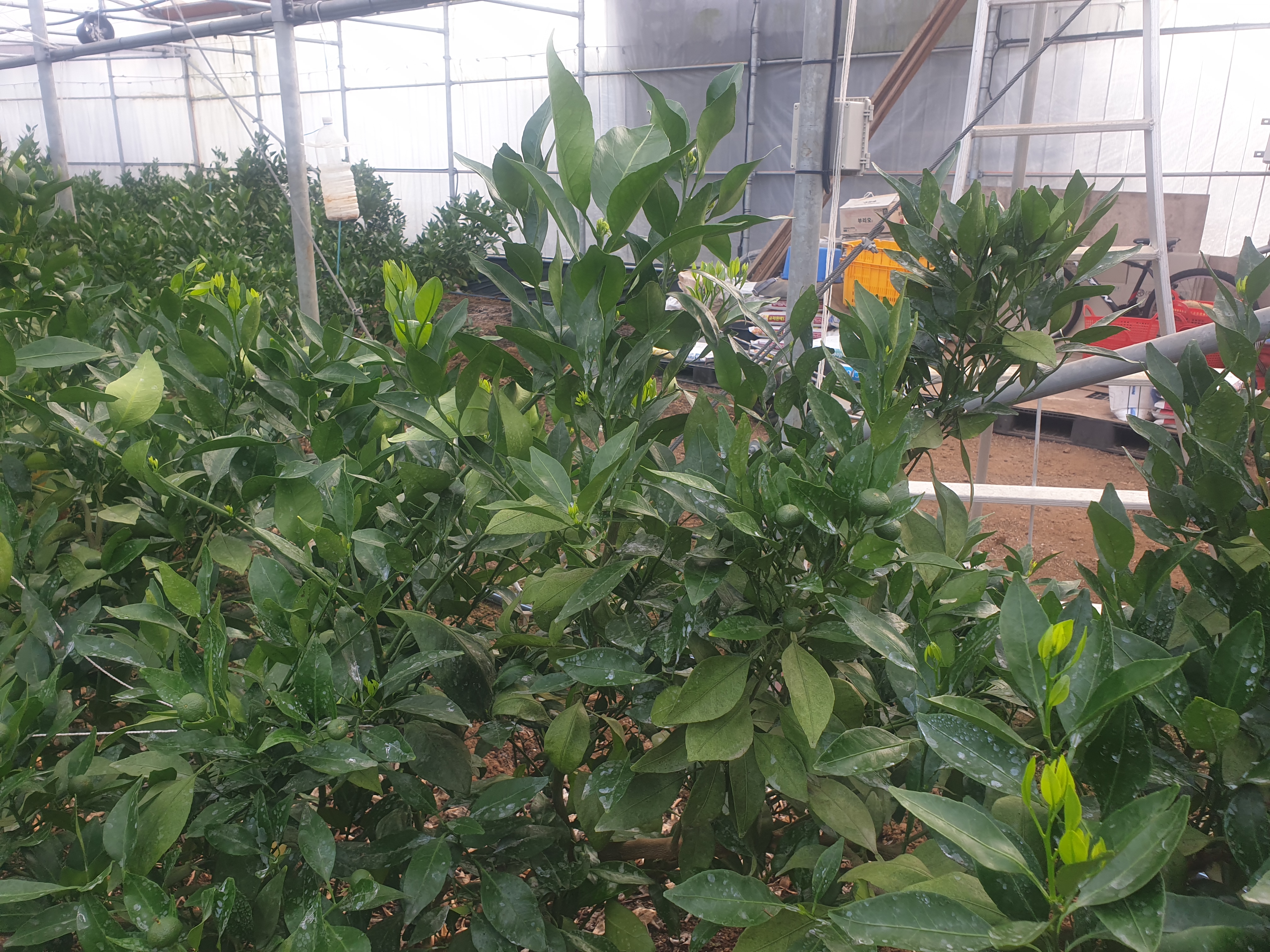 레드향 6월지 순관리