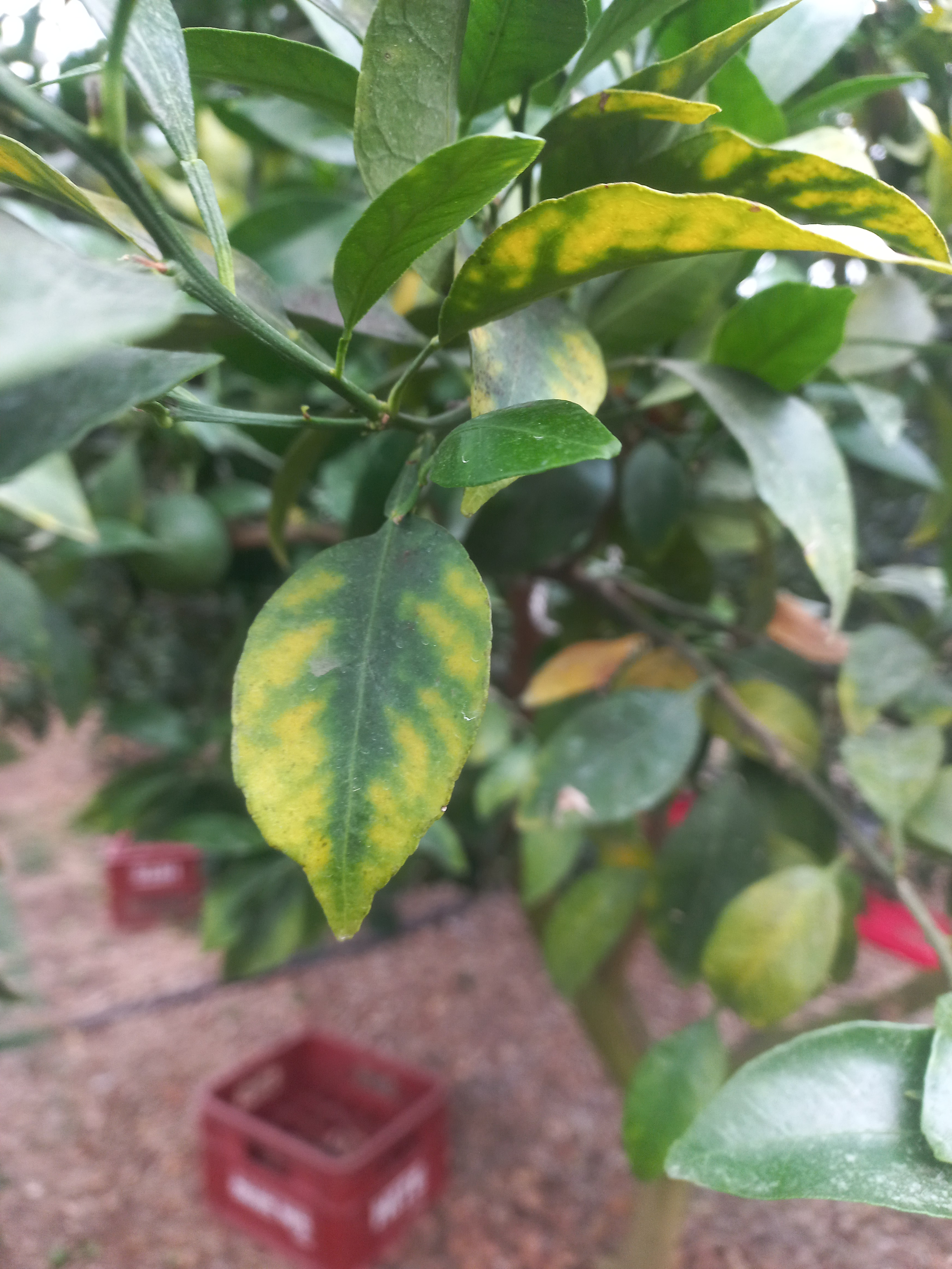 한라봉 잎사귀 상황