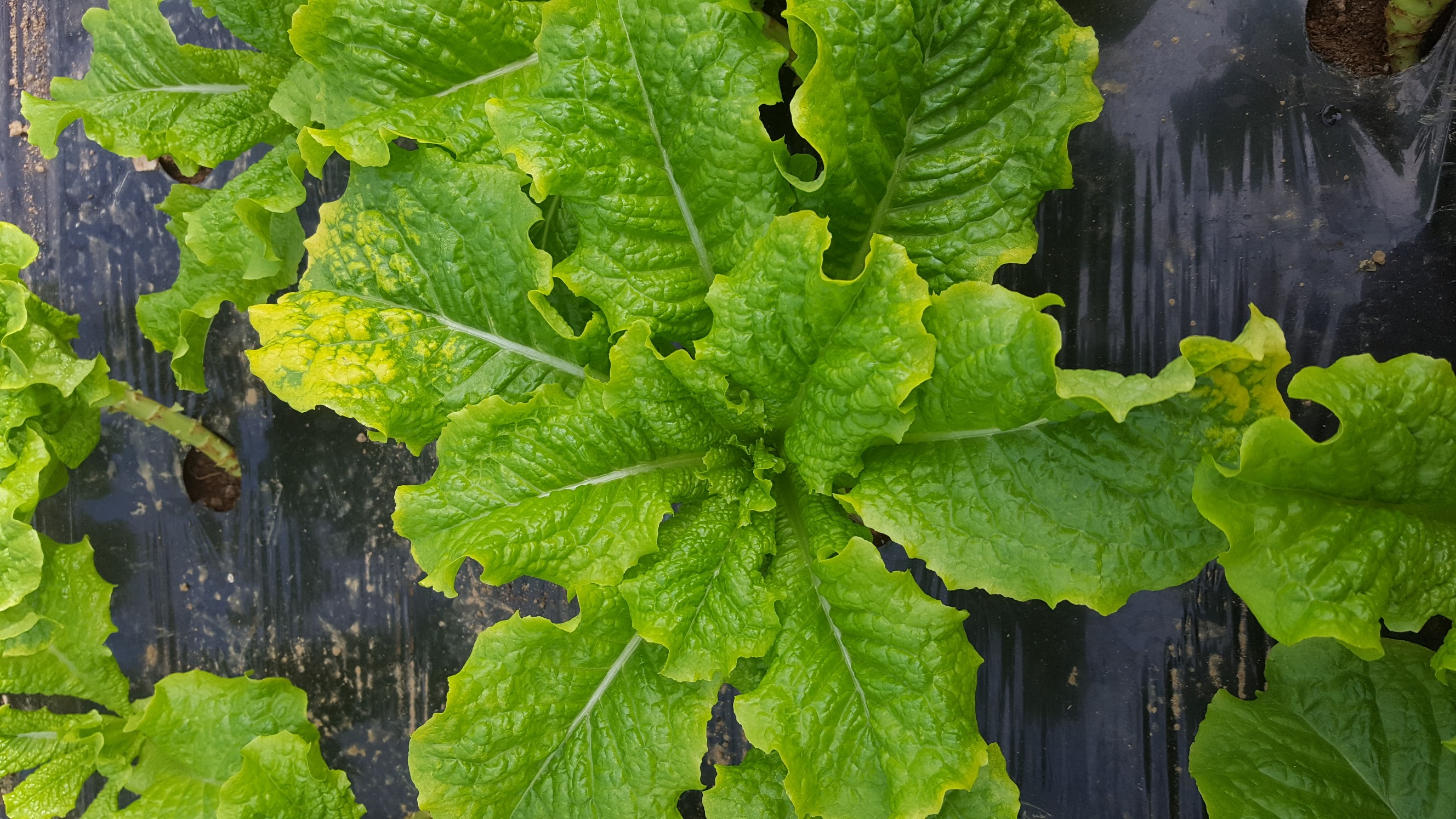 상추 이상증세 2