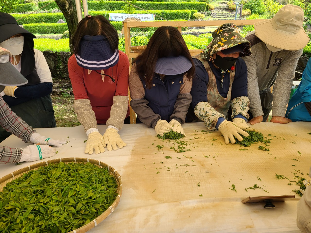 제주녹차 수제차 만들기 체험행사