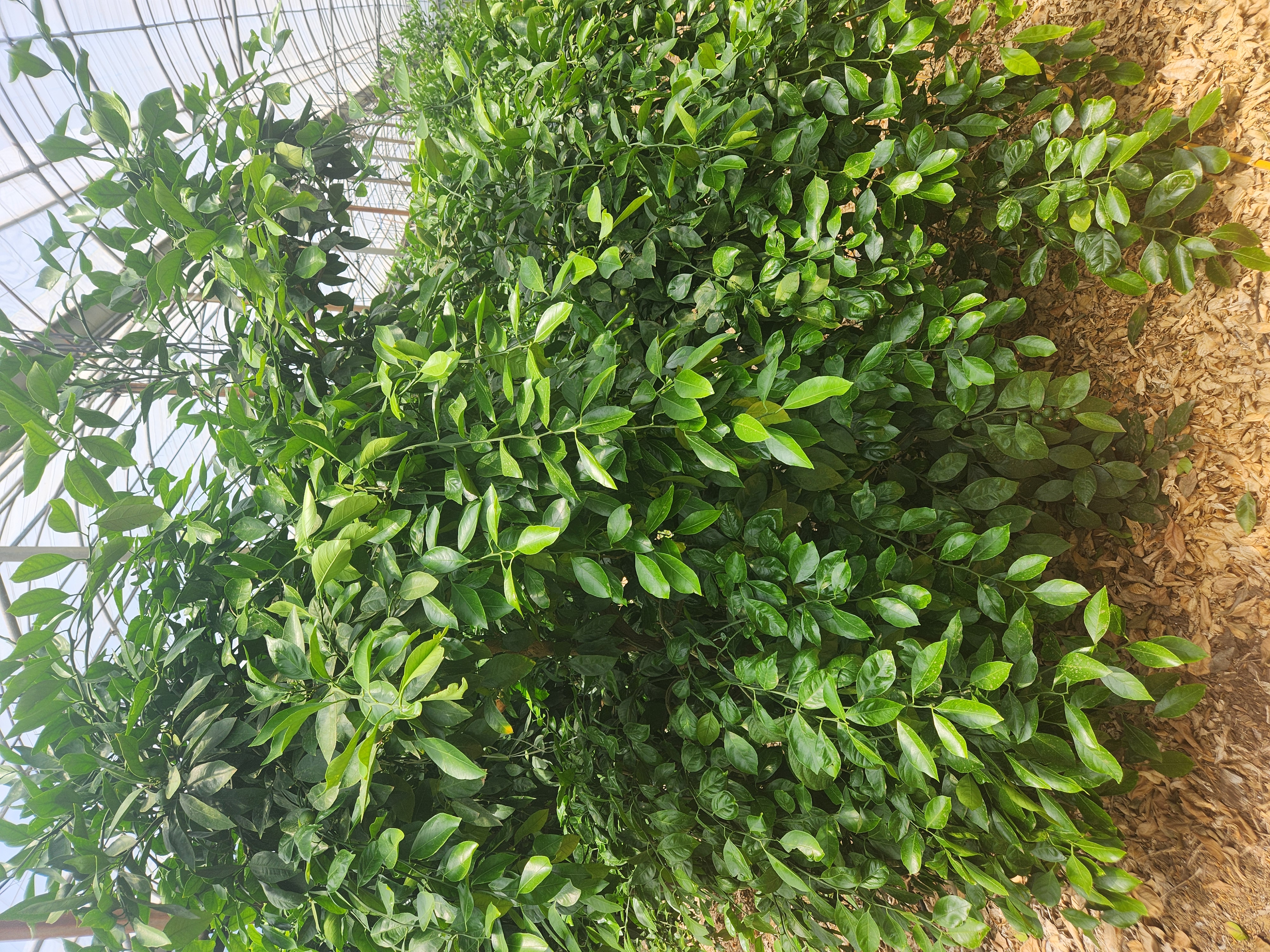 감귤잎 상태 질의