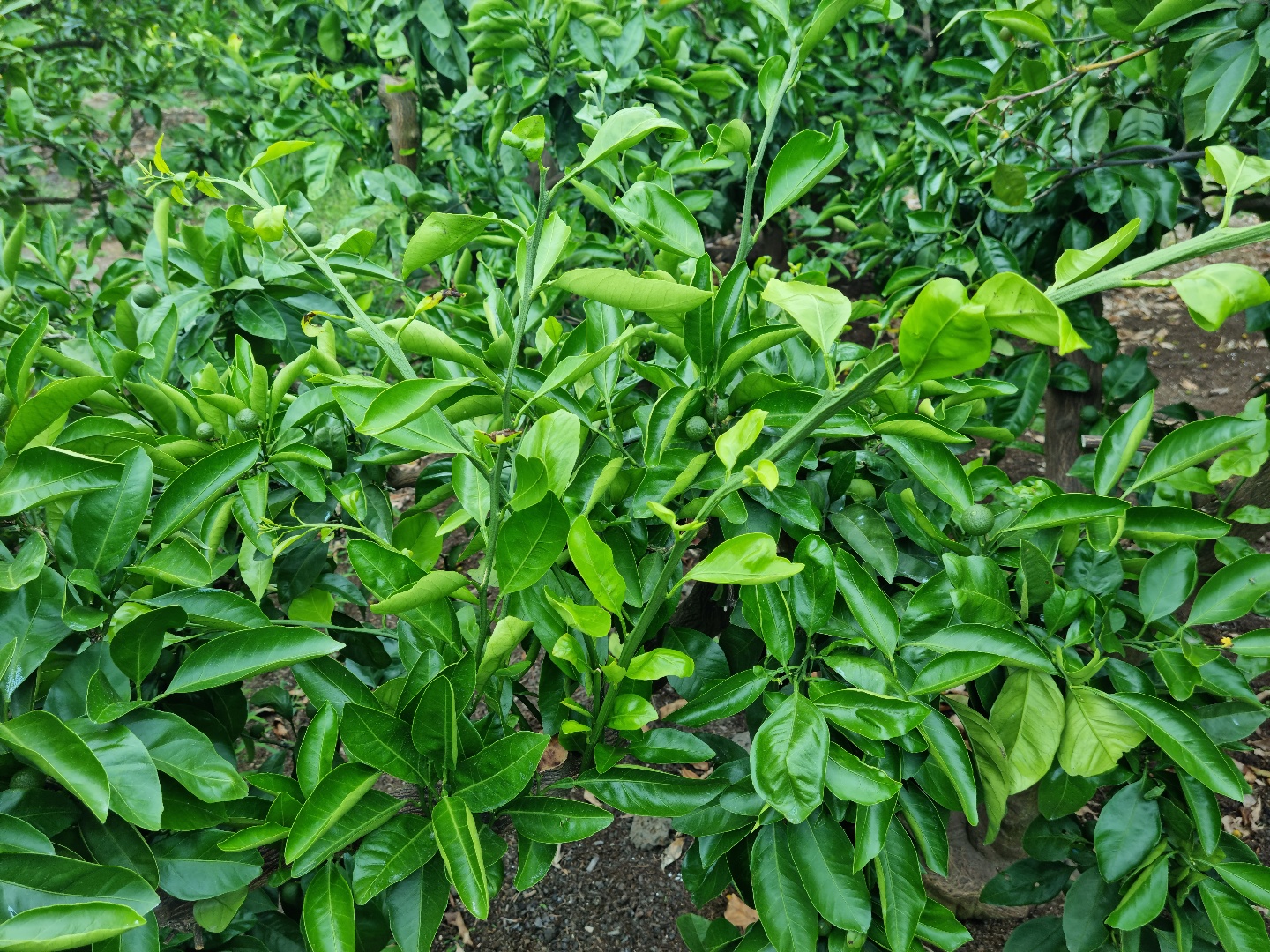 도장지 전정 관련