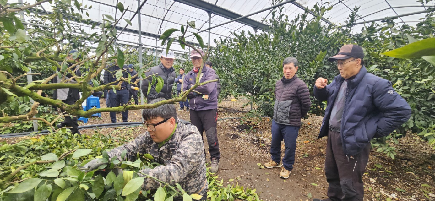 2026년 감귤류 정지. 전정 기술교육 추진-6회차