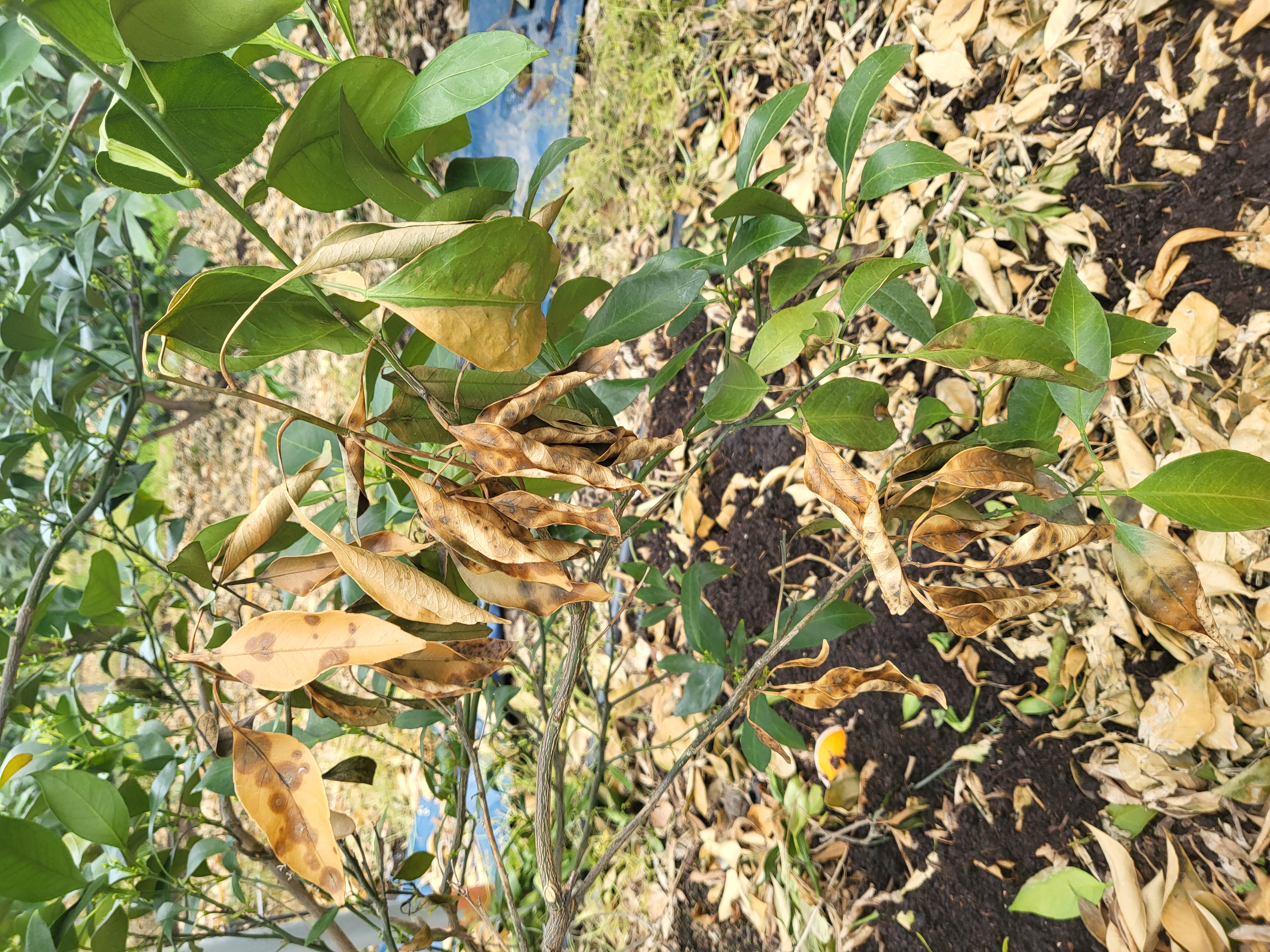 레드향 천혜향 나무 갈색잎사귀