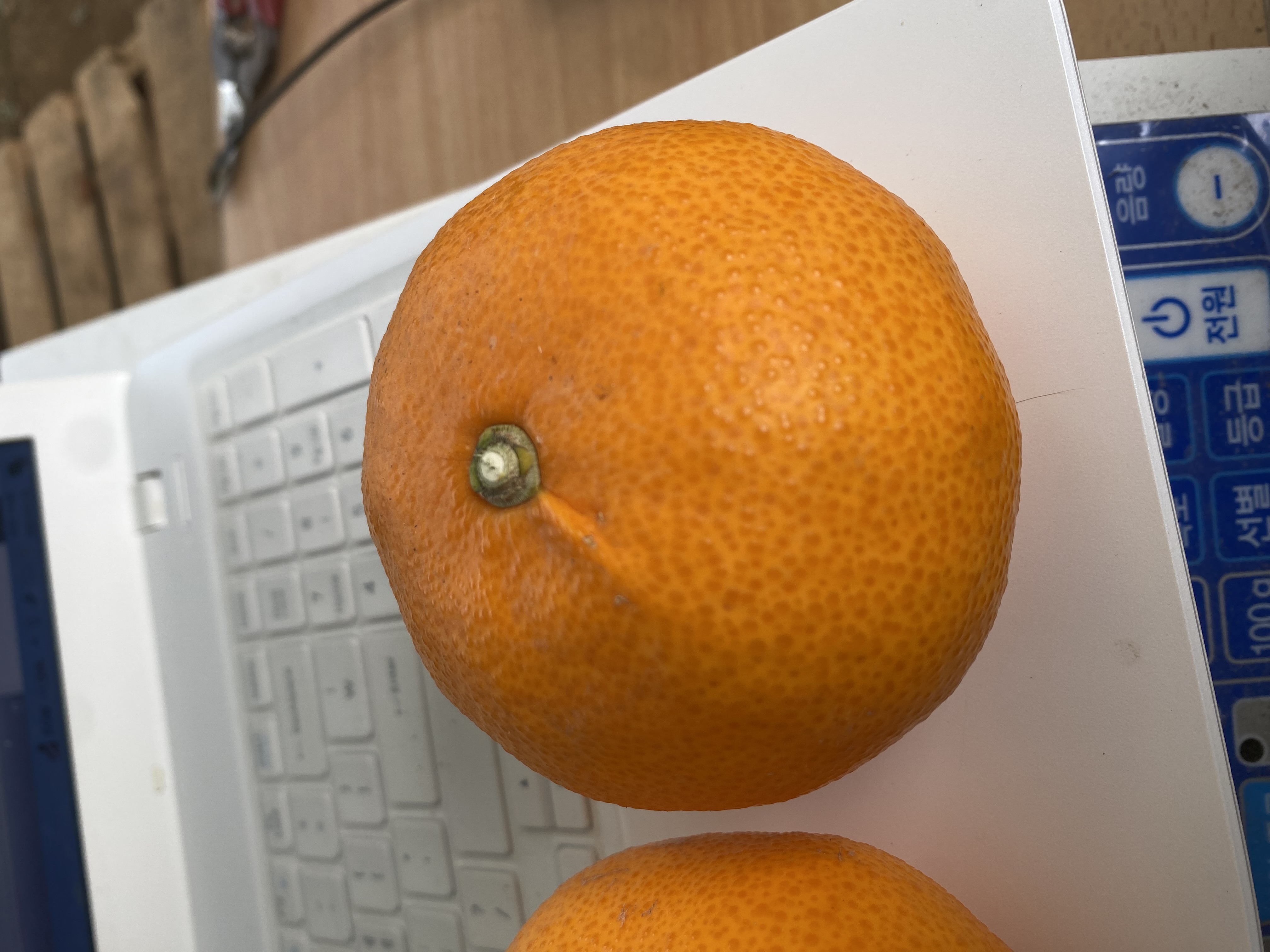 천혜향 과실 표면 문의