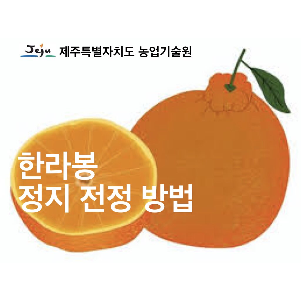 한라봉 정지 · 전정 방법