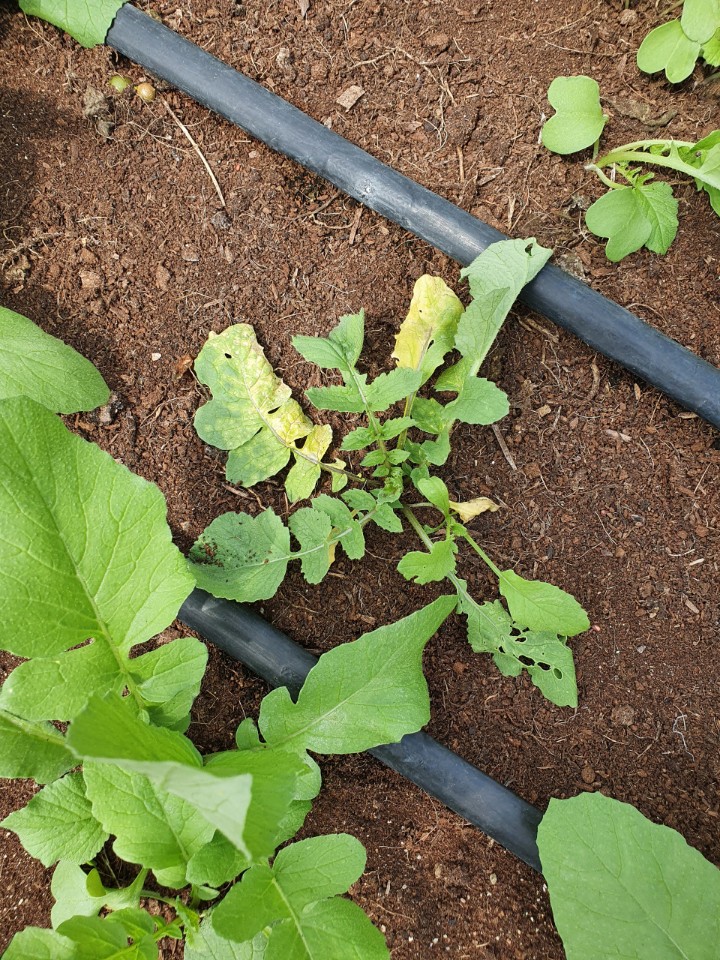 알타리무 입니다