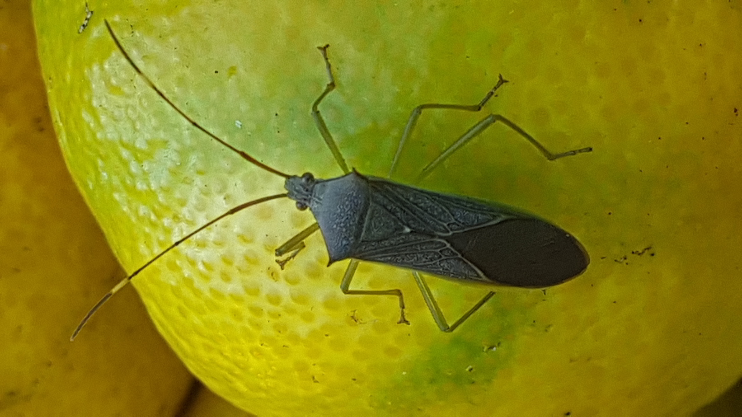 무슨벌레인가요?