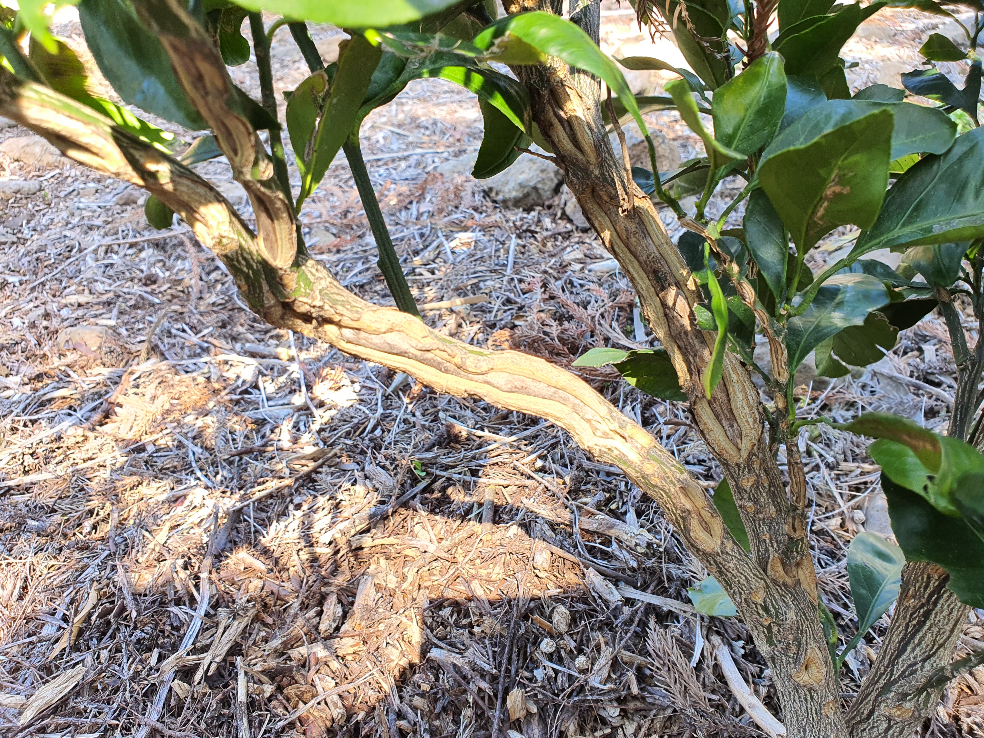 노지감귤 나무입니다