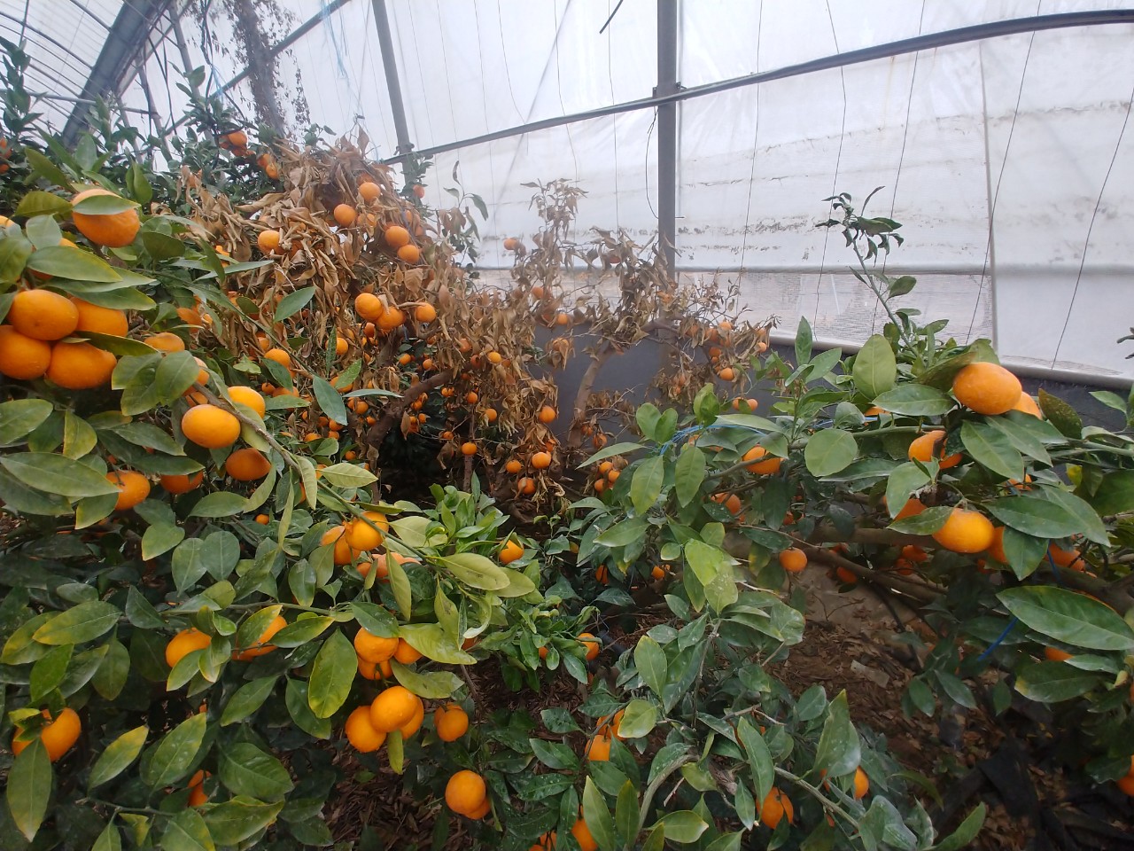 비가림과 노지밀감 재배에 대한 질문드립니다.