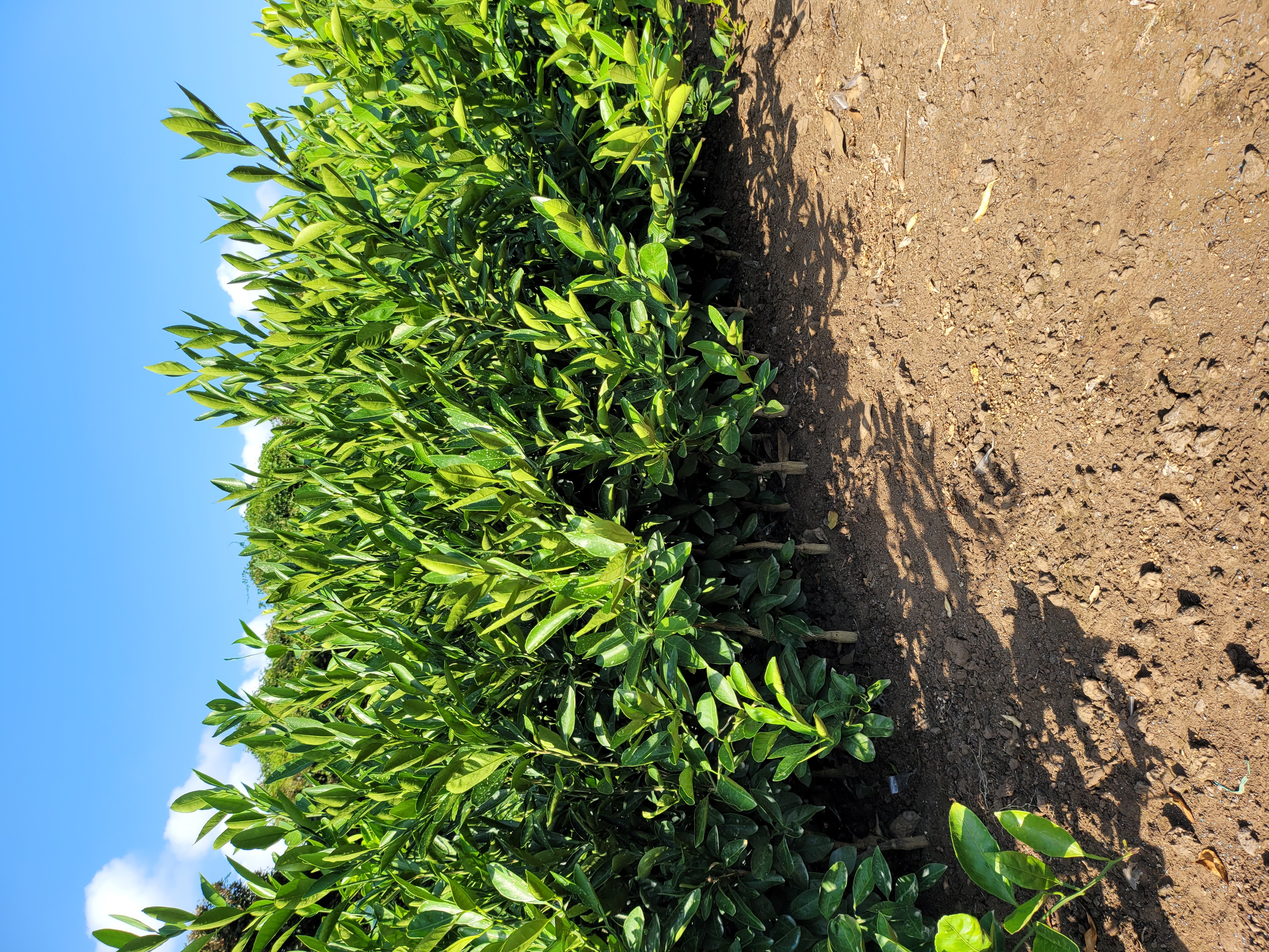 감귤 묘목 판매합니다 