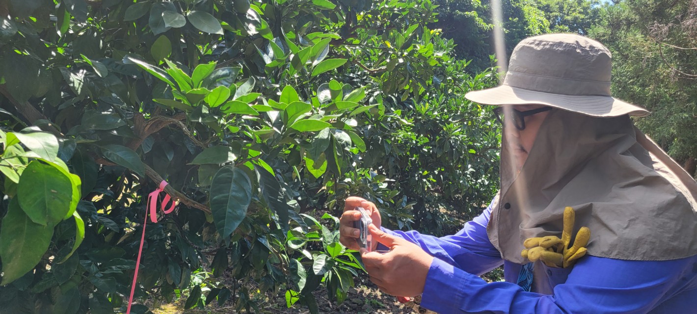 2023 청년농업인 감귤류 여름철 정지․전정  컨설팅