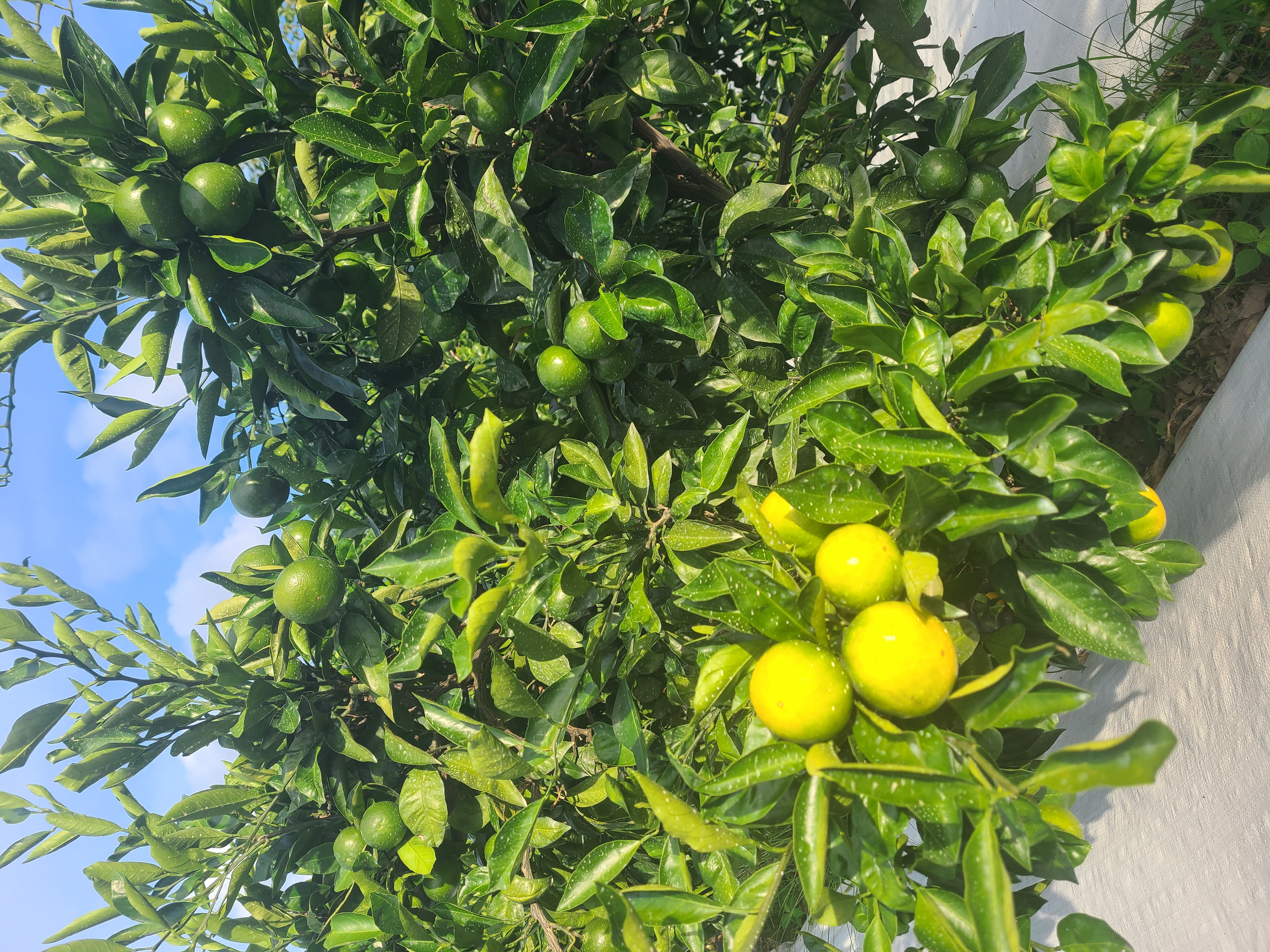 유라조생 변이가지