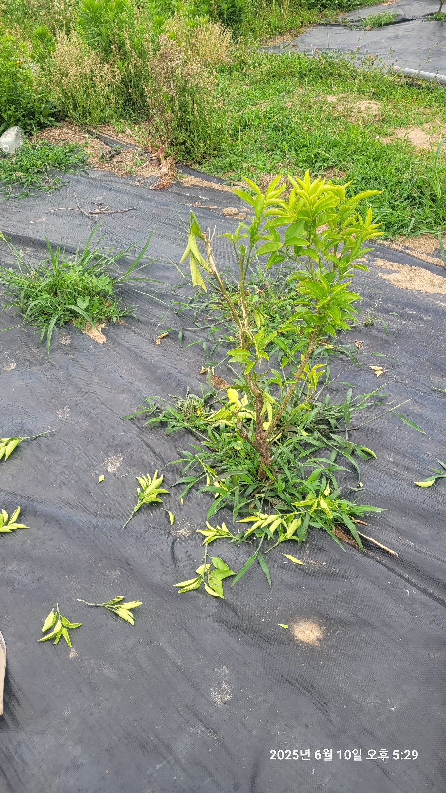 유목 조수피해여부