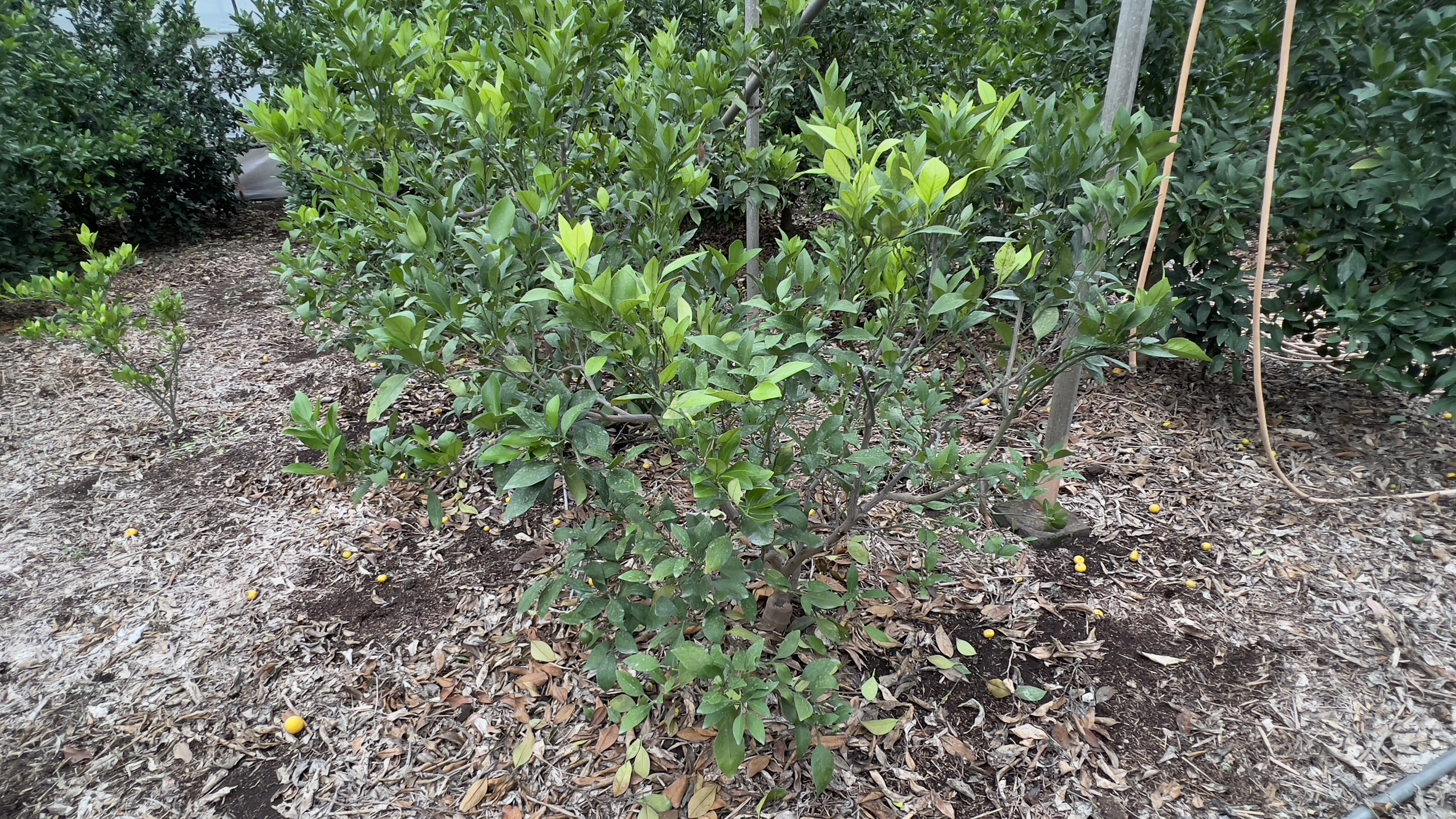 레드향(하우스)