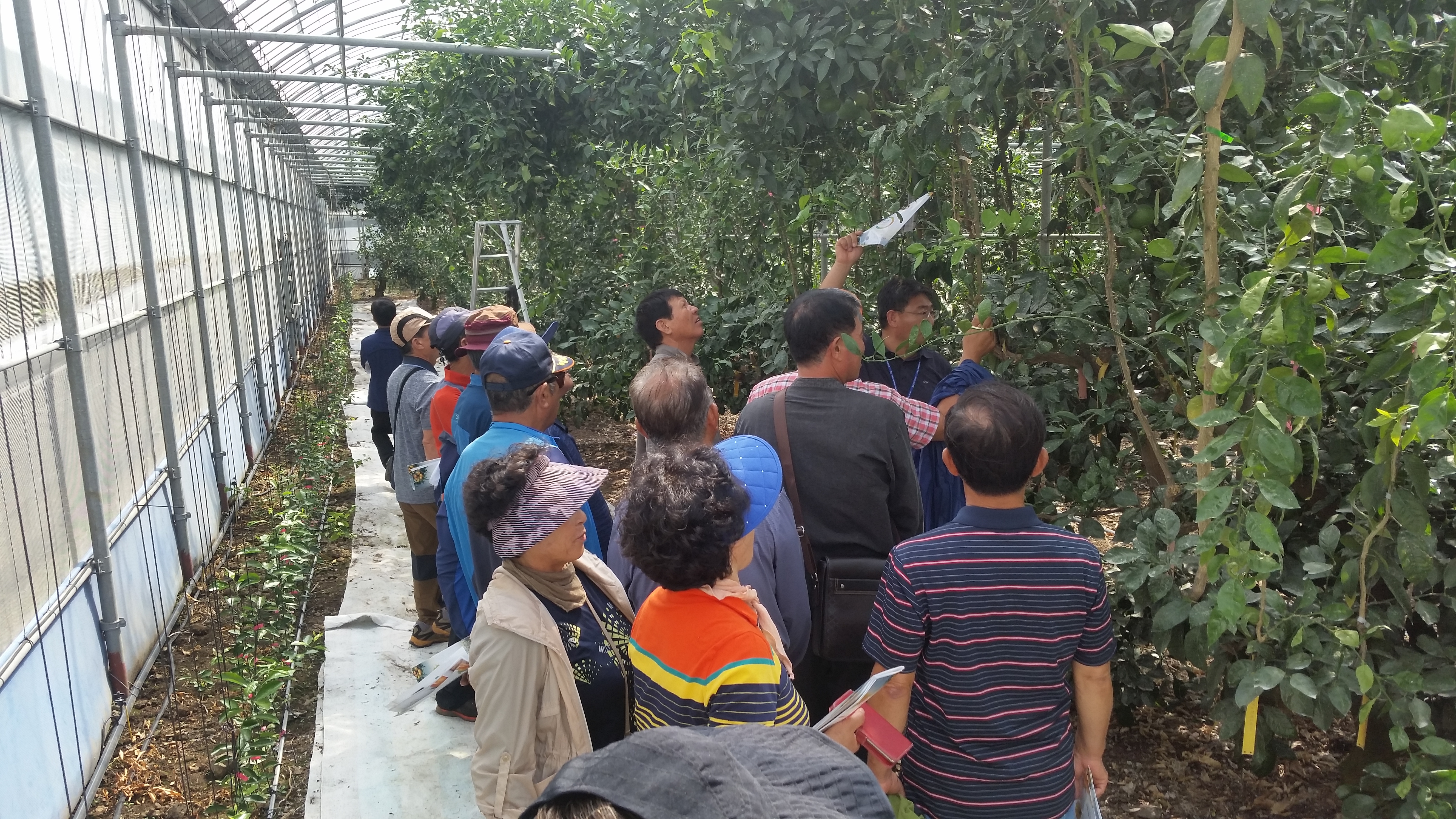 170928-170929 고품질 한라봉 생산 및 발전을 위한 현장교육