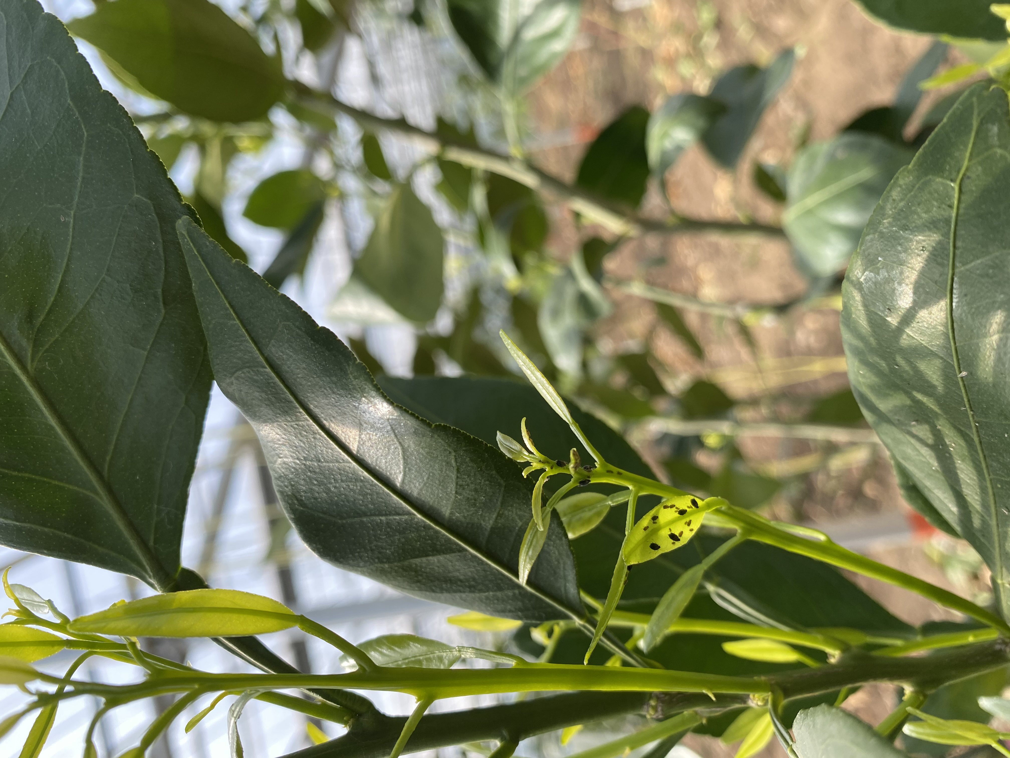 레드향 잎마름 및 병충해