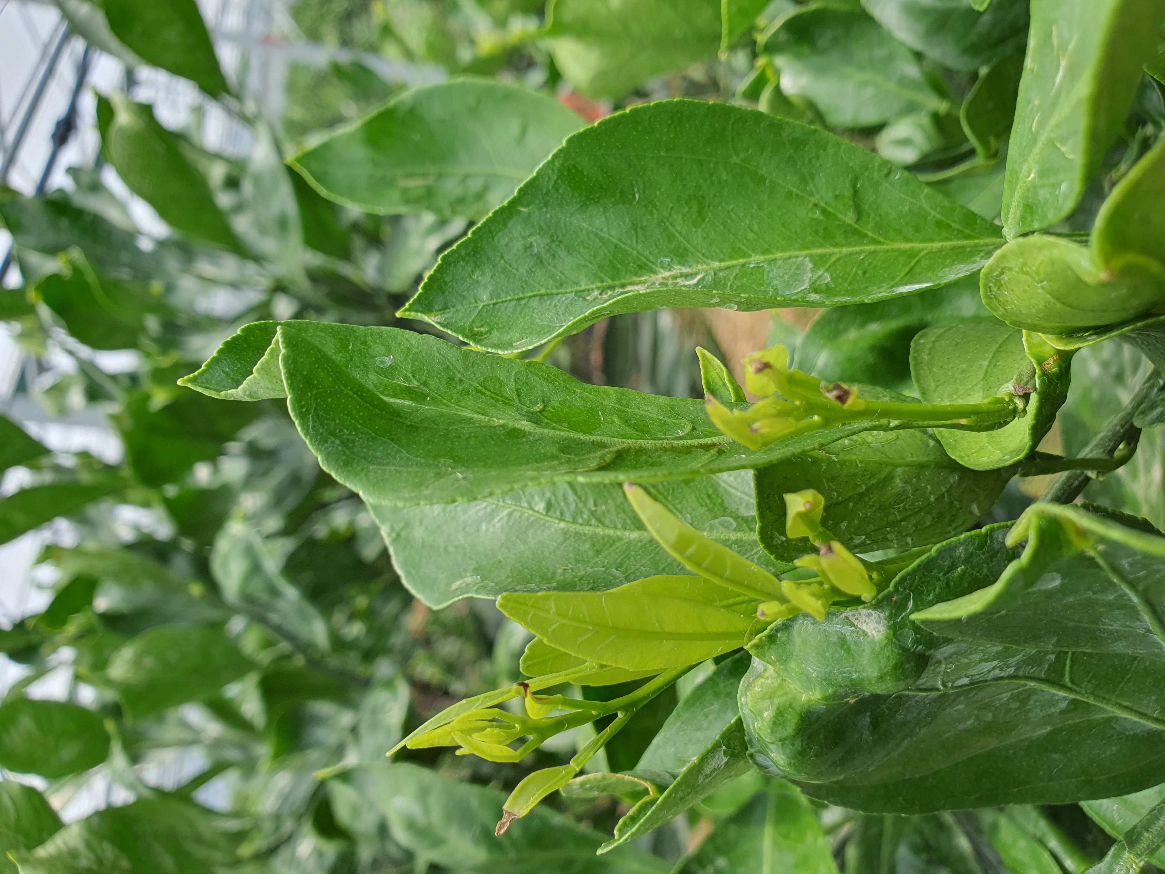 새순잎끝이고사