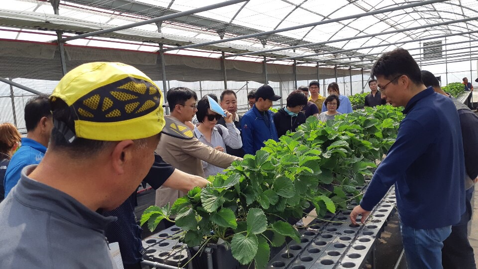 시설딸기 재배기술(중급) 2회차 교육 