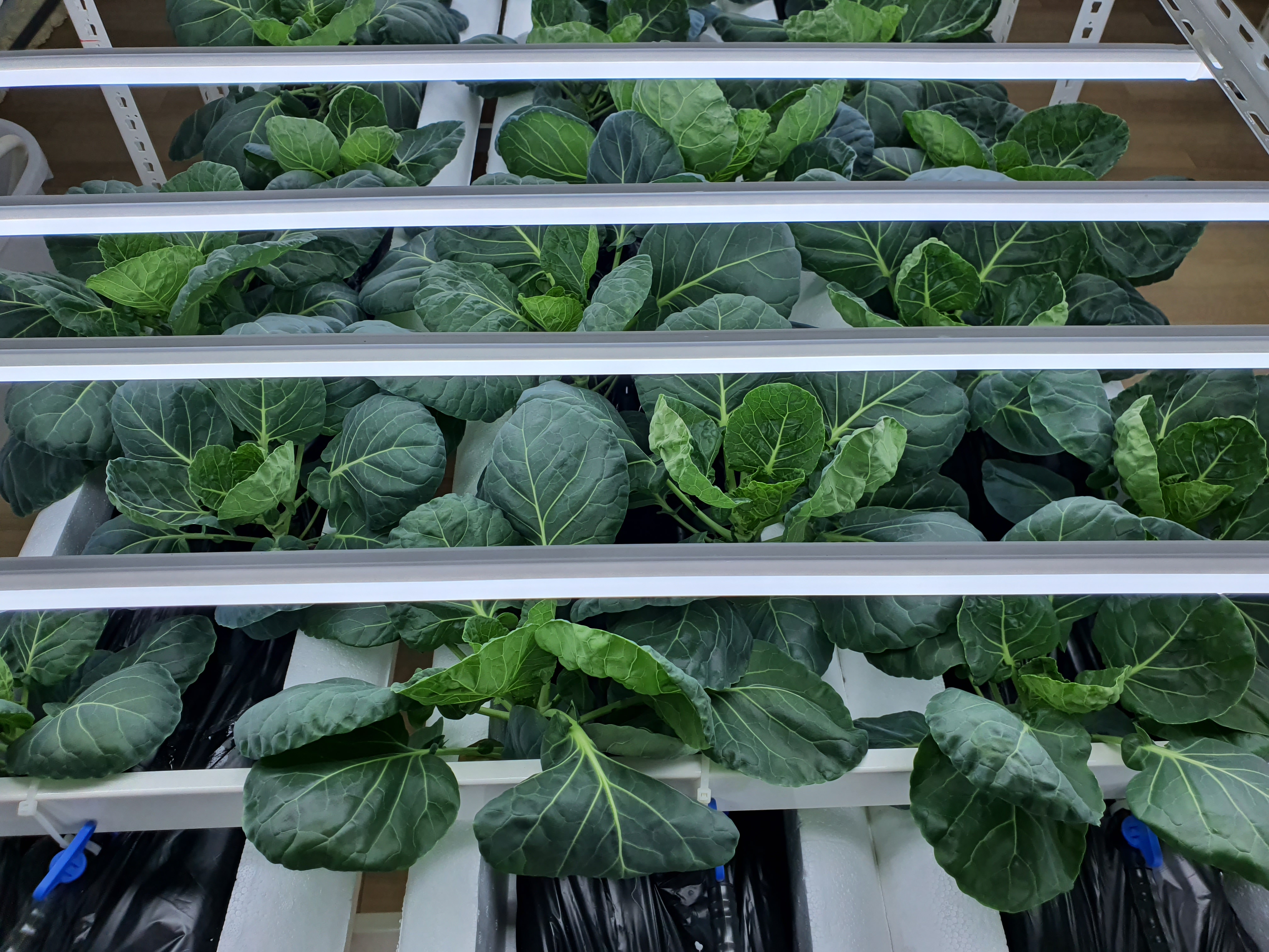 방울양배추 결구를 위한 노엽 제거?