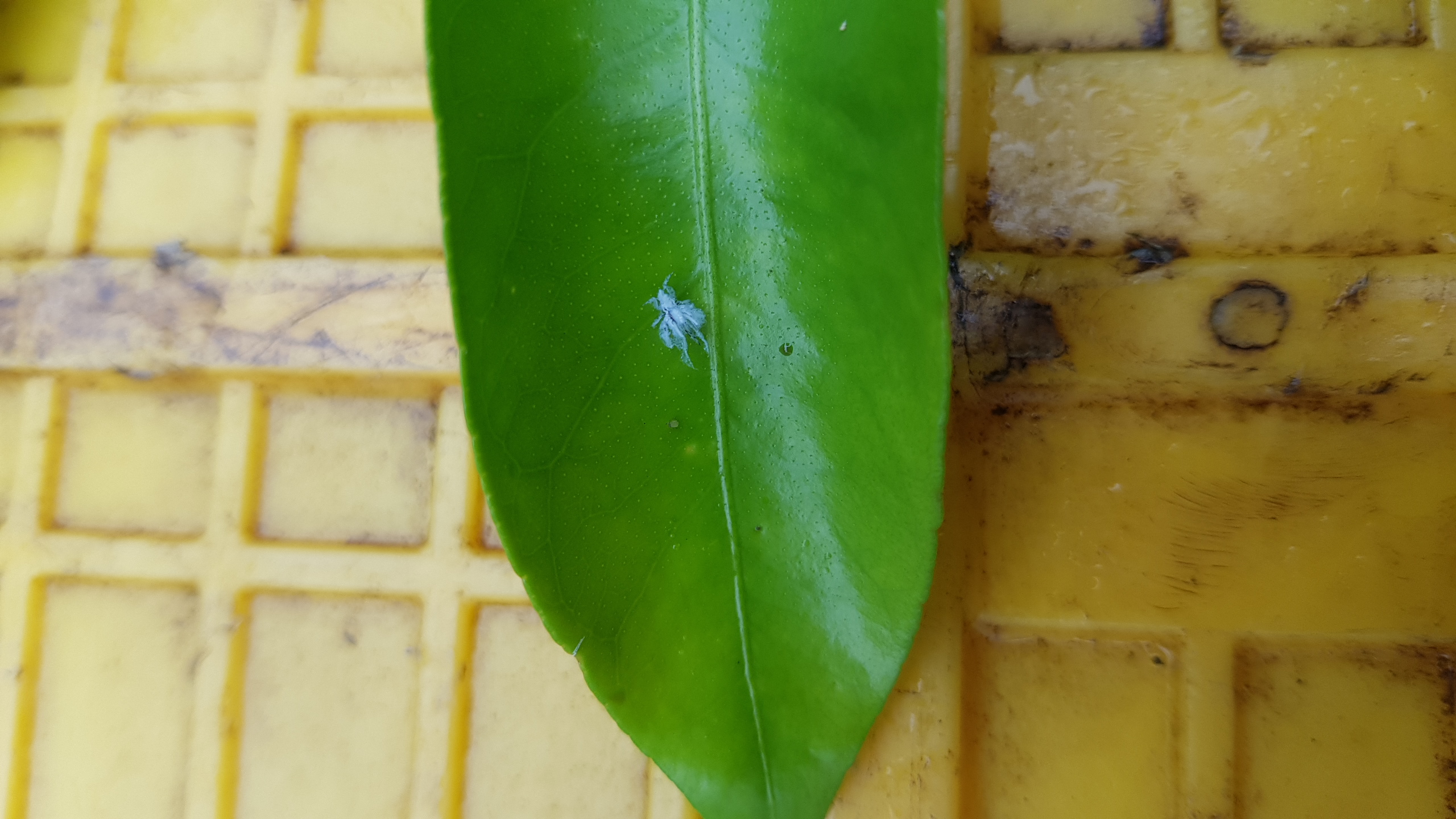 무슨벌레일까요?