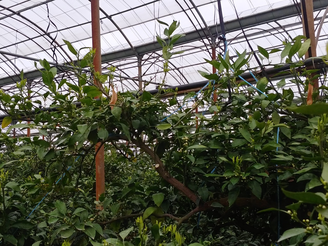 잎 갈변 후 가지 고사 문의입니다.