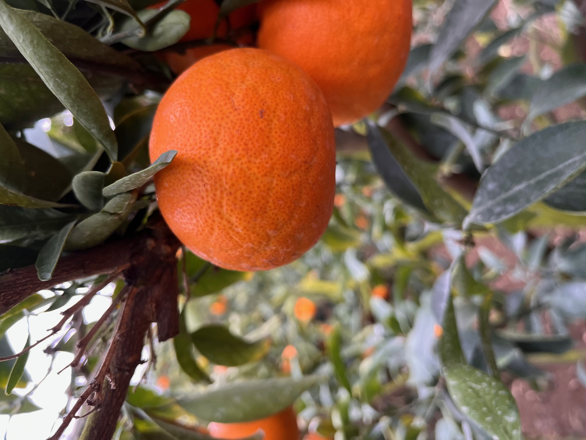 천혜향 열과 발생